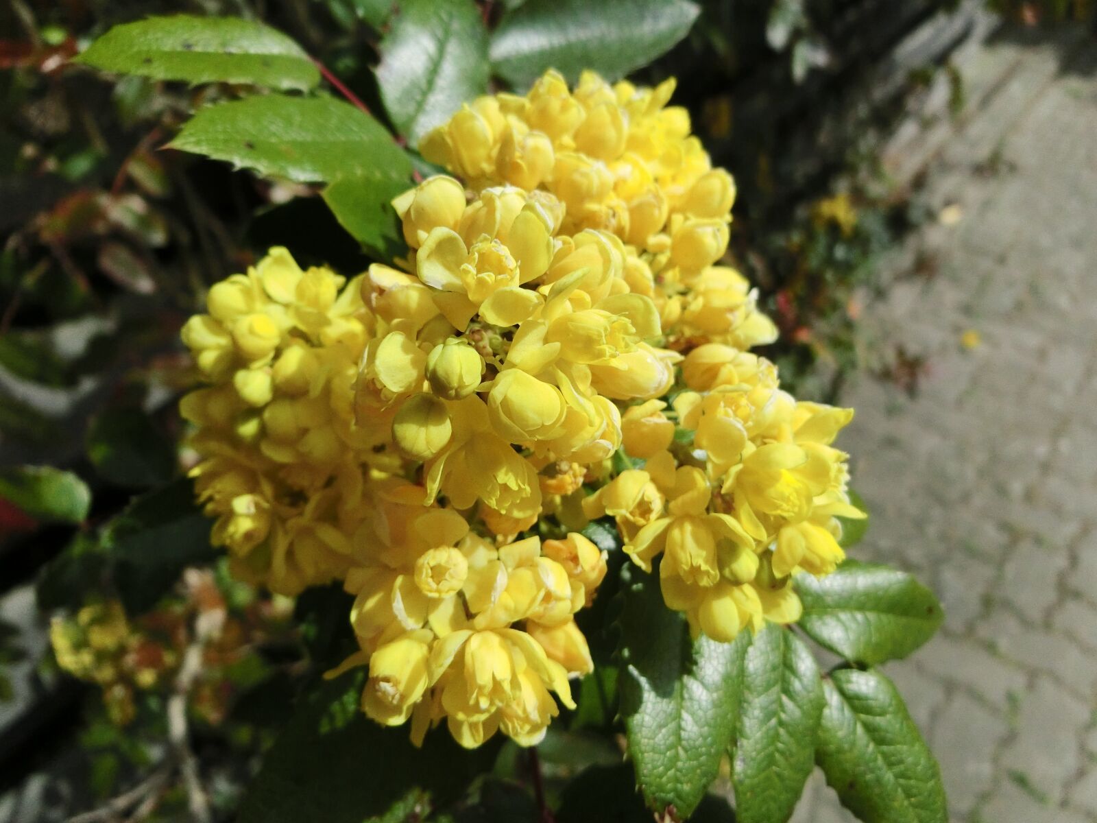 CASIO EX-ZR750 sample photo. Flowers, yellow, green photography