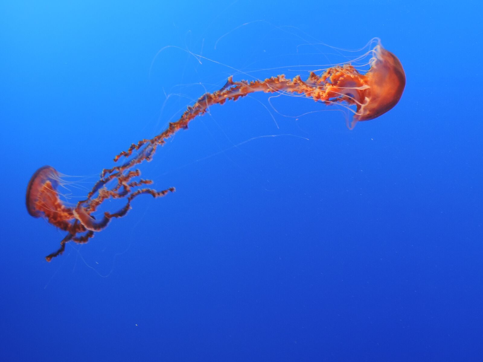 Nikon Coolpix P520 sample photo. Jellyfish, sea, blue photography