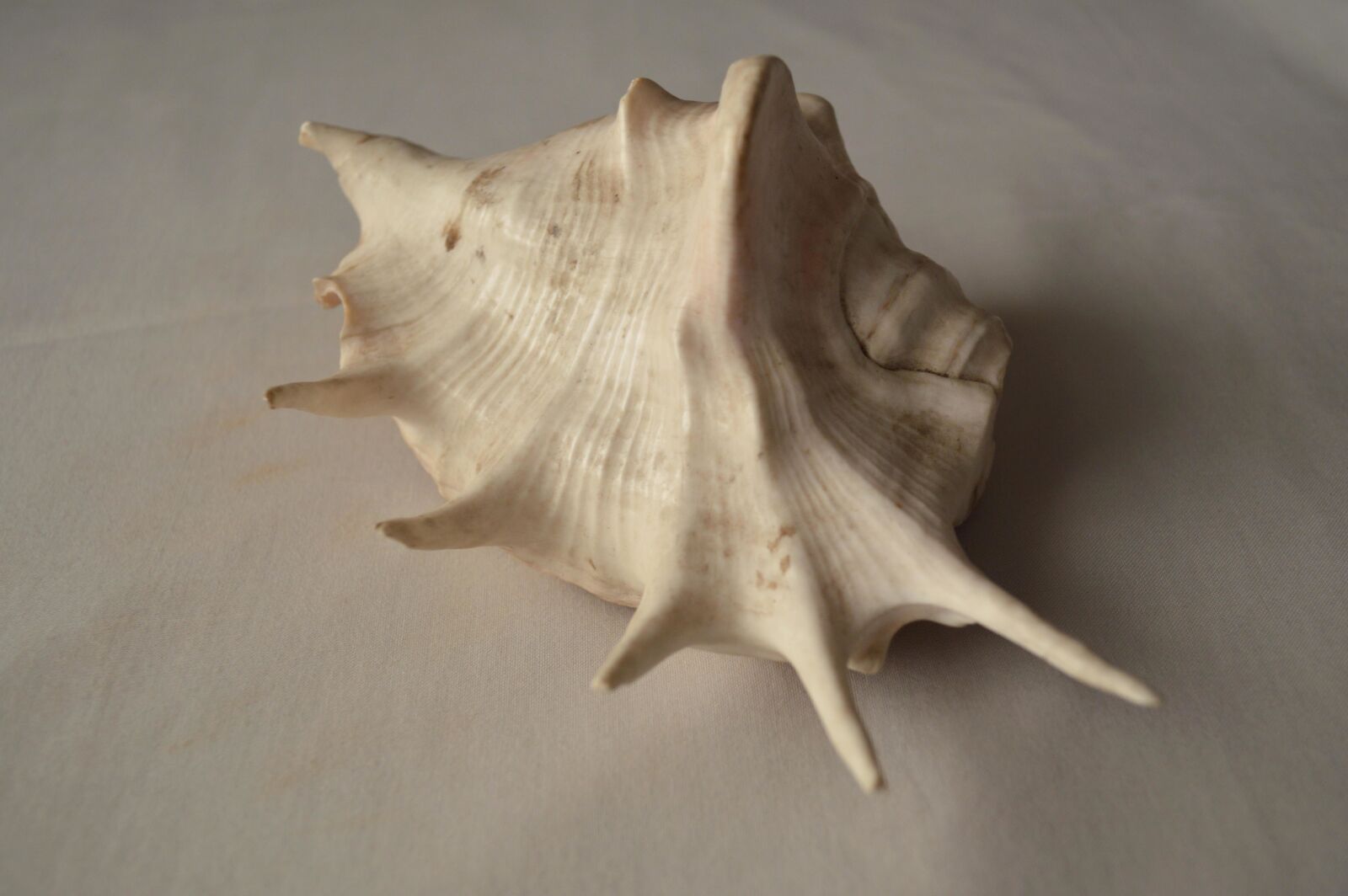 Nikon D3200 sample photo. Conch, white, decoration, seashell photography