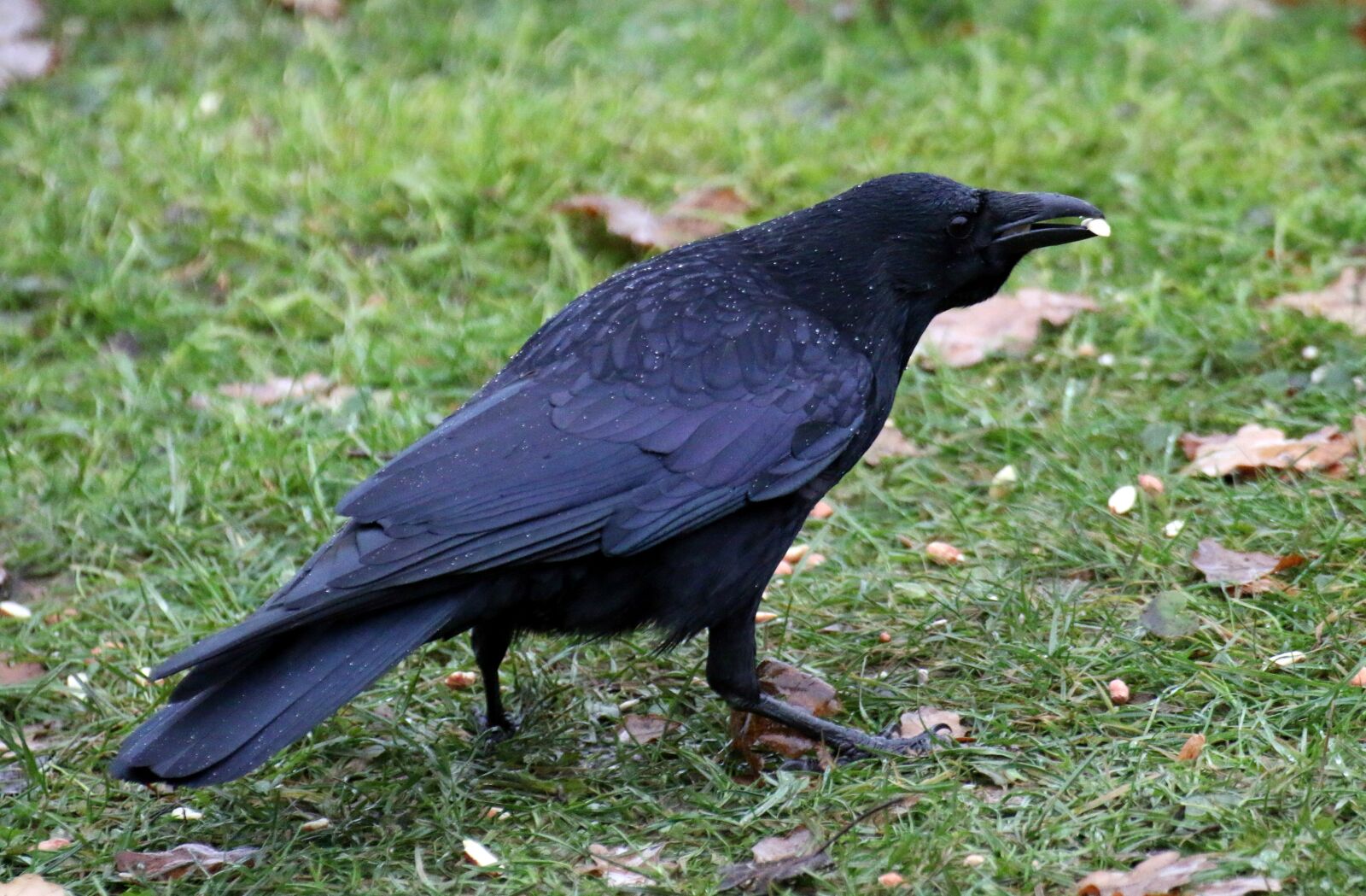 Canon EOS 70D sample photo. Carrion crow, plumage, black photography