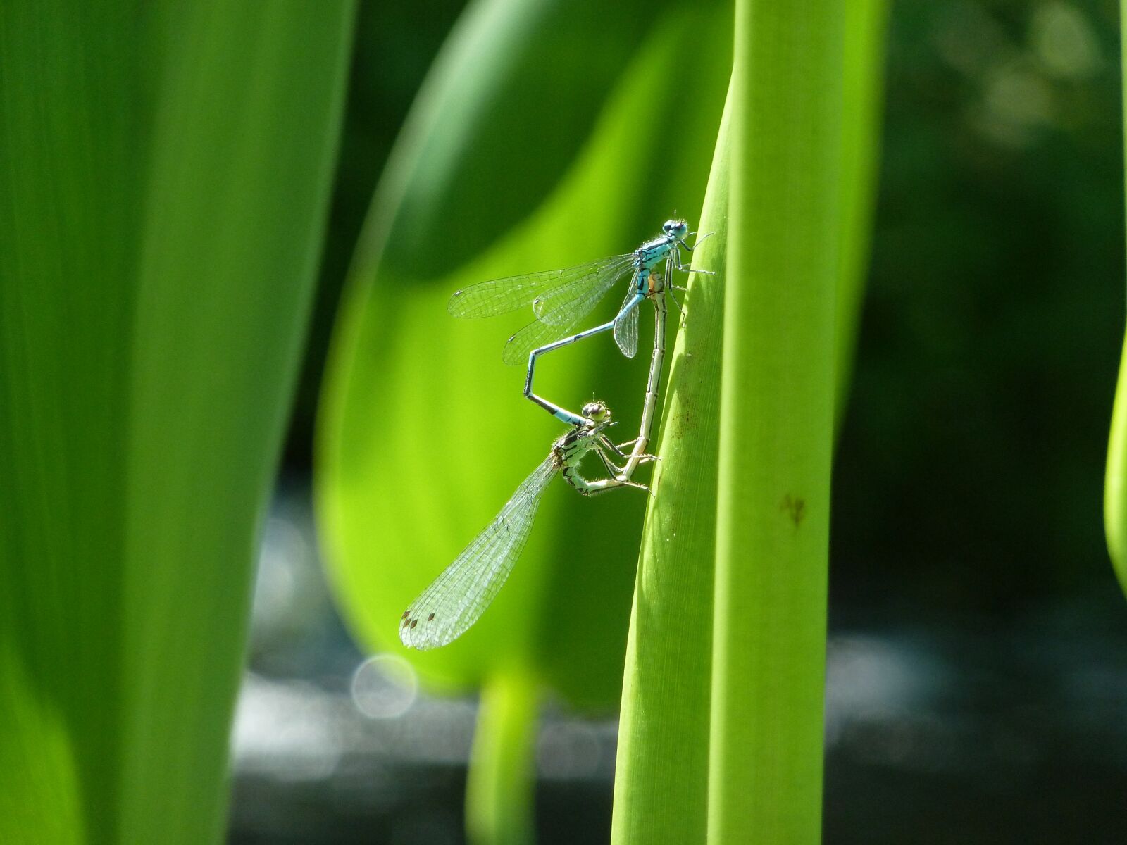 Panasonic Lumix DMC-ZS5 (Lumix DMC-TZ8) sample photo. Dragonflies, marsh, nature photography