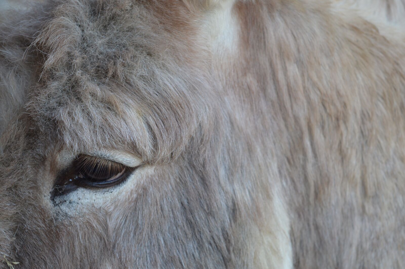 Nikon D3200 sample photo. Donkey, animal, head photography
