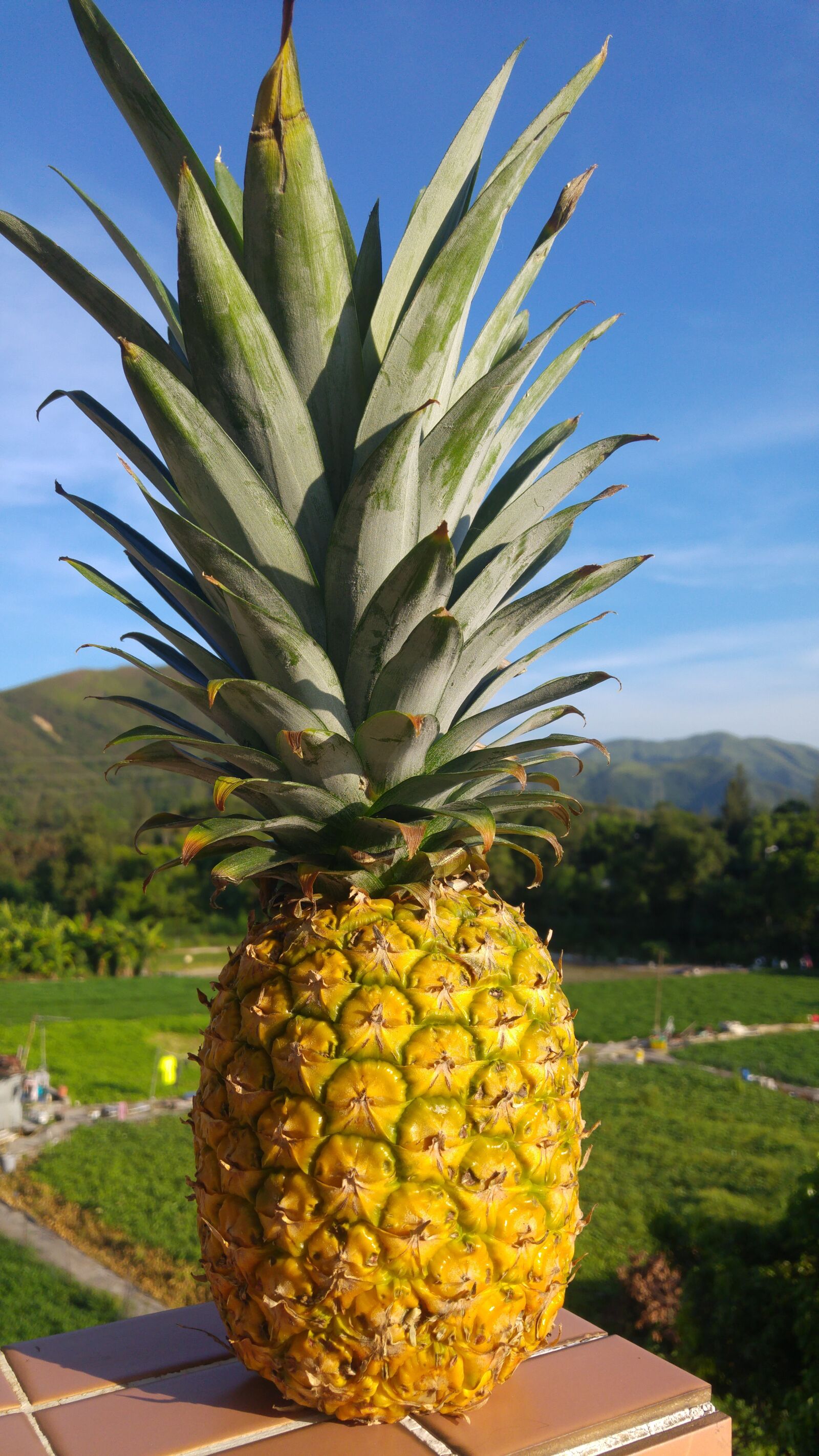 LG H815T sample photo. Pineapple, tropical, field photography