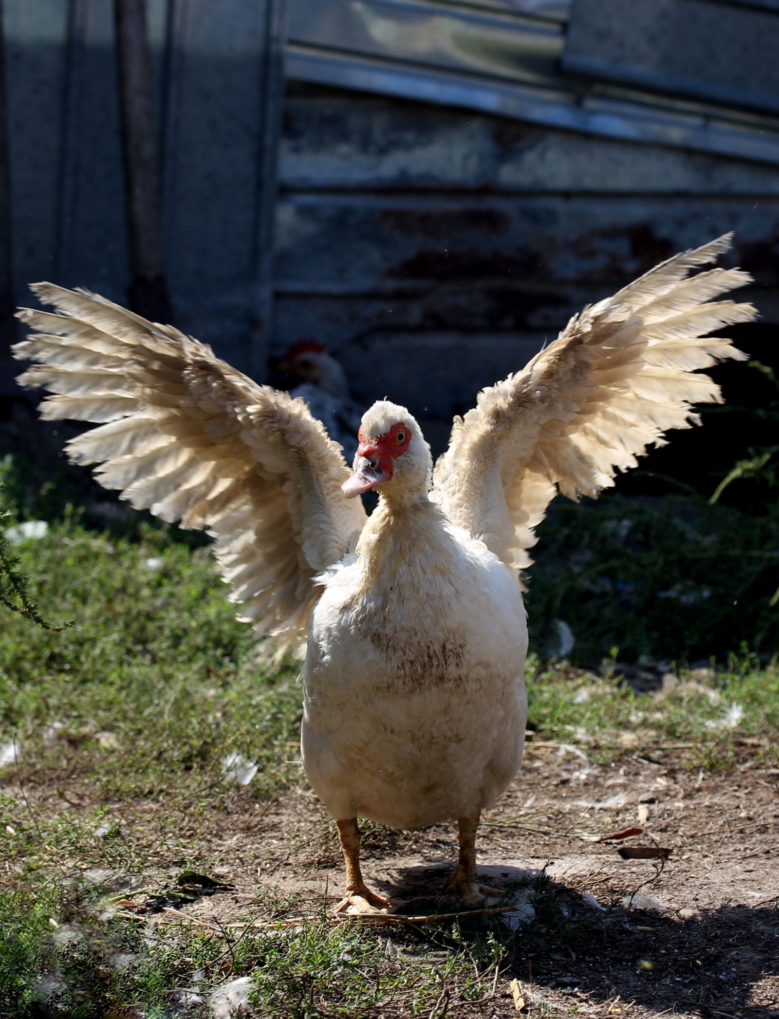 Canon EF-S 60mm F2.8 Macro USM sample photo. Rate, wings, lying photography