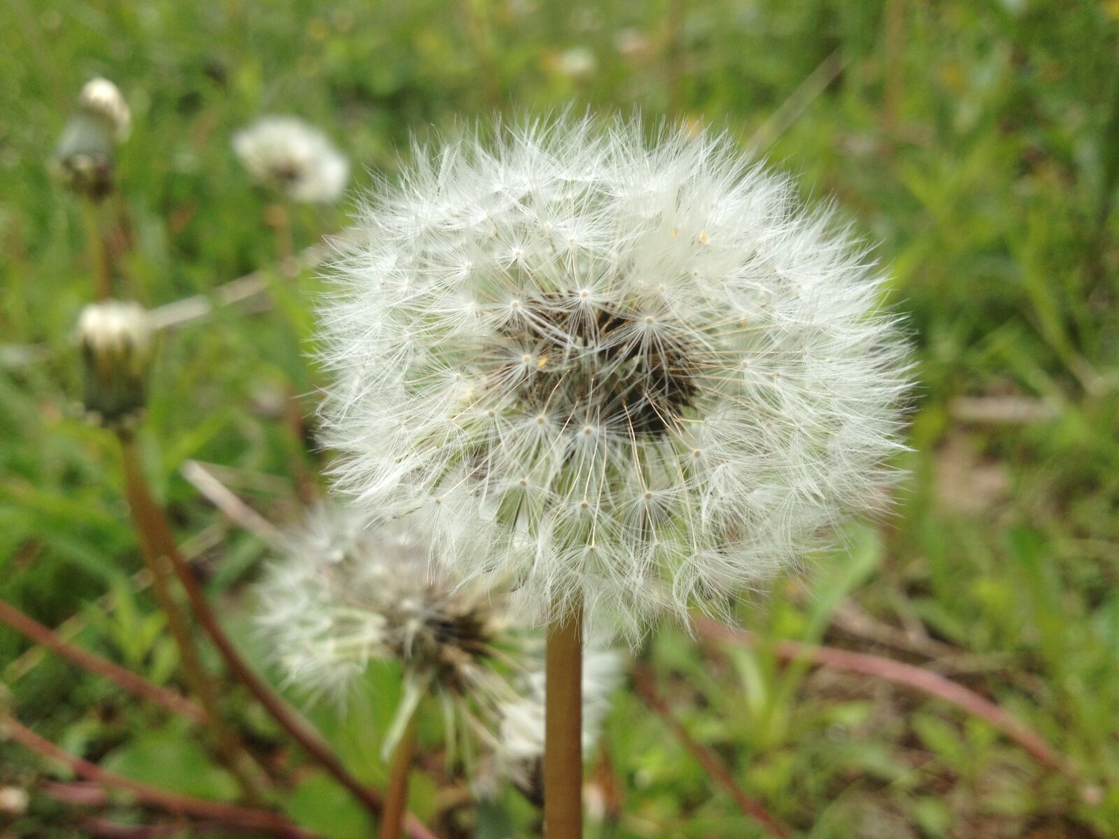 iPhone 4S back camera 4.28mm f/2.4 sample photo. Canada, close, up, dandelion photography