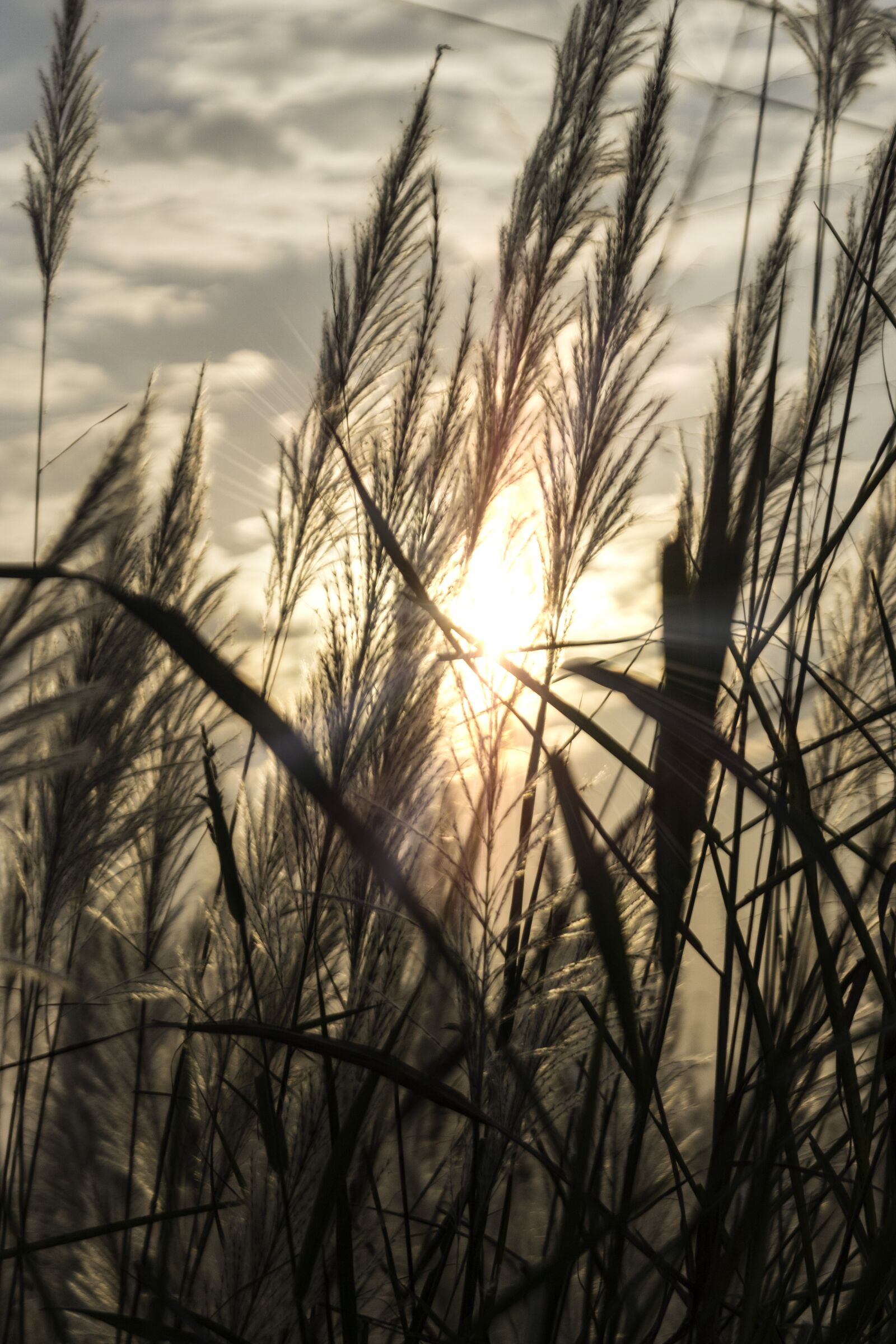 Canon EOS 70D sample photo. Seed, sunset, plant photography