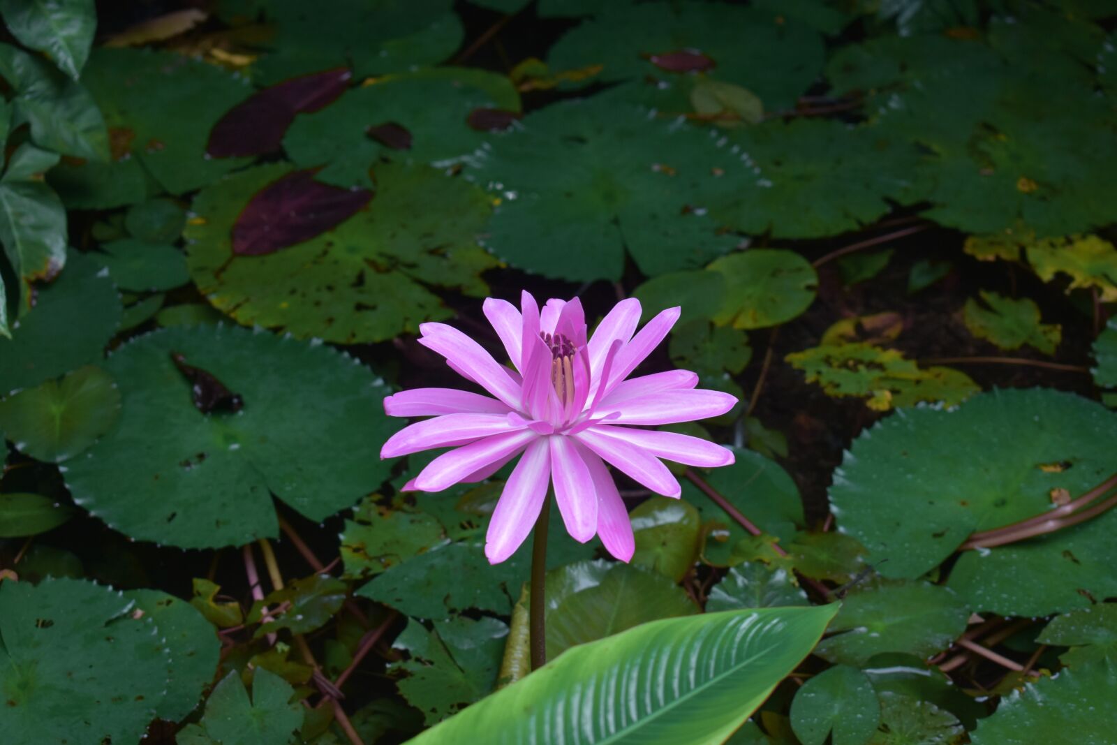 Nikon D3400 sample photo. Flower, lake, lilac flower photography