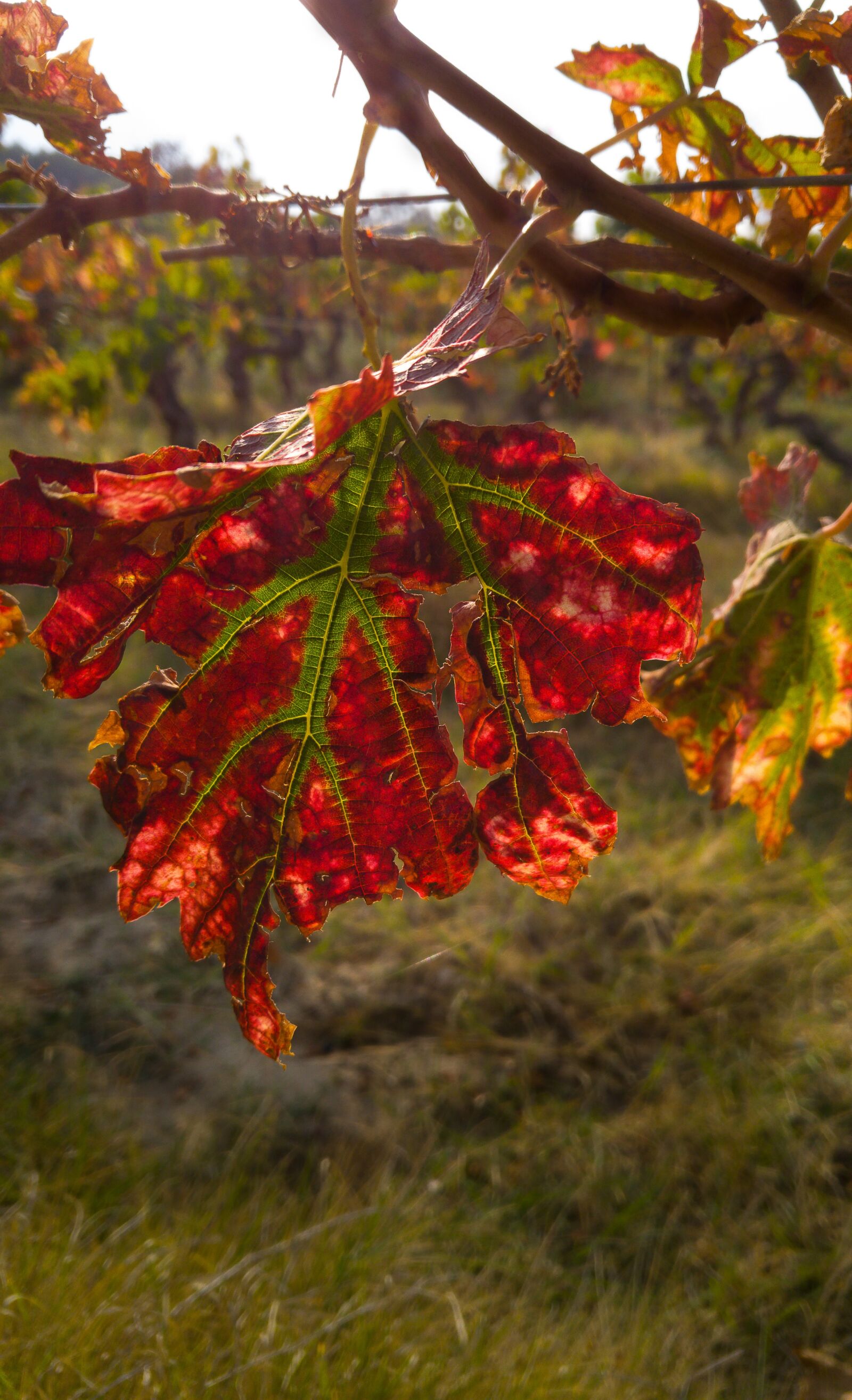 LG G4 sample photo. Fall, leaf, vine photography