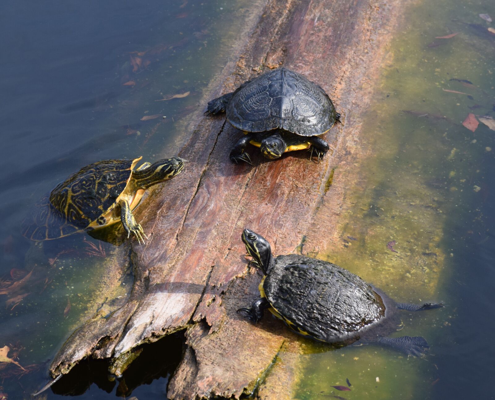 Nikon D3300 sample photo. Turtles, pond, log photography