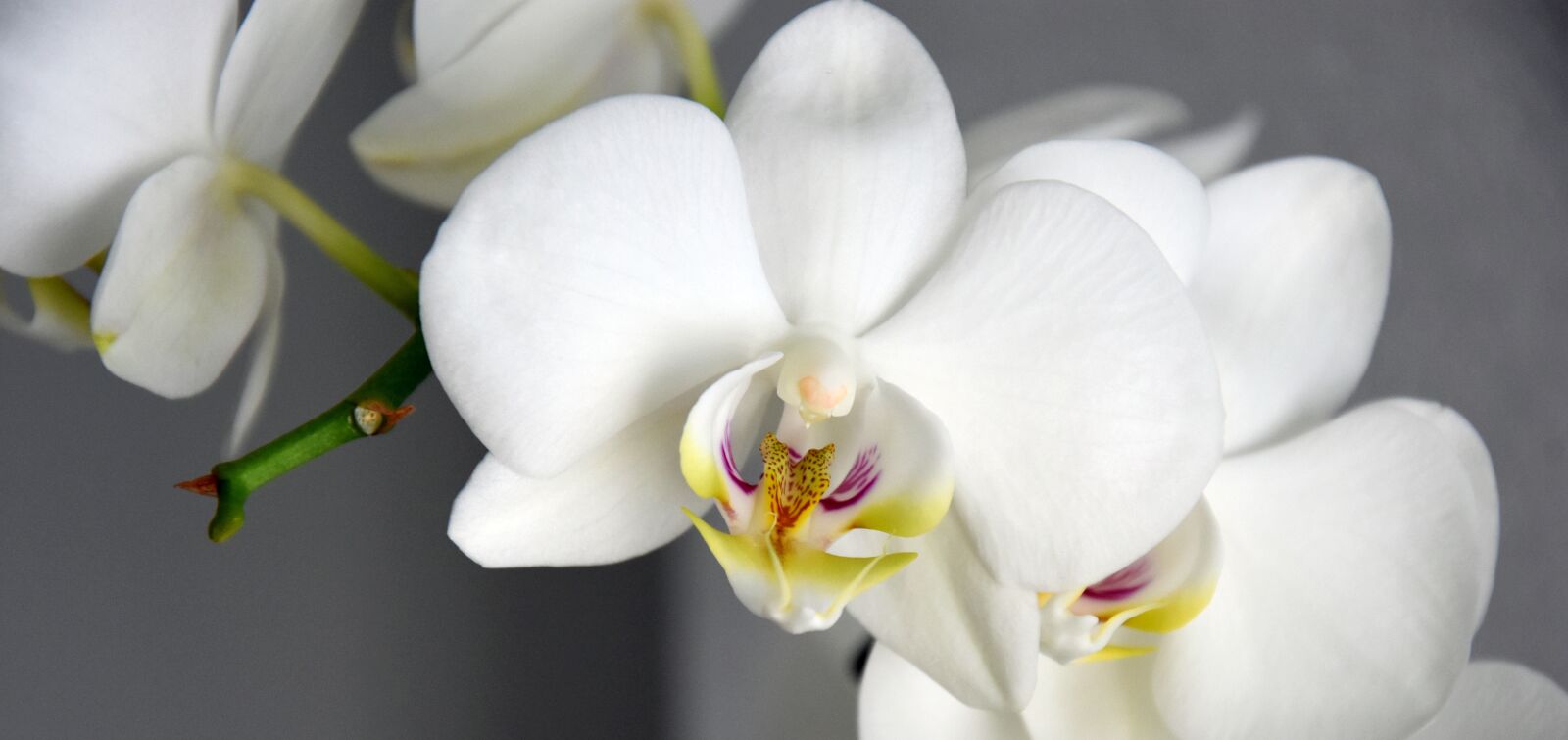 Nikon D7200 sample photo. Flower, plant, nature photography