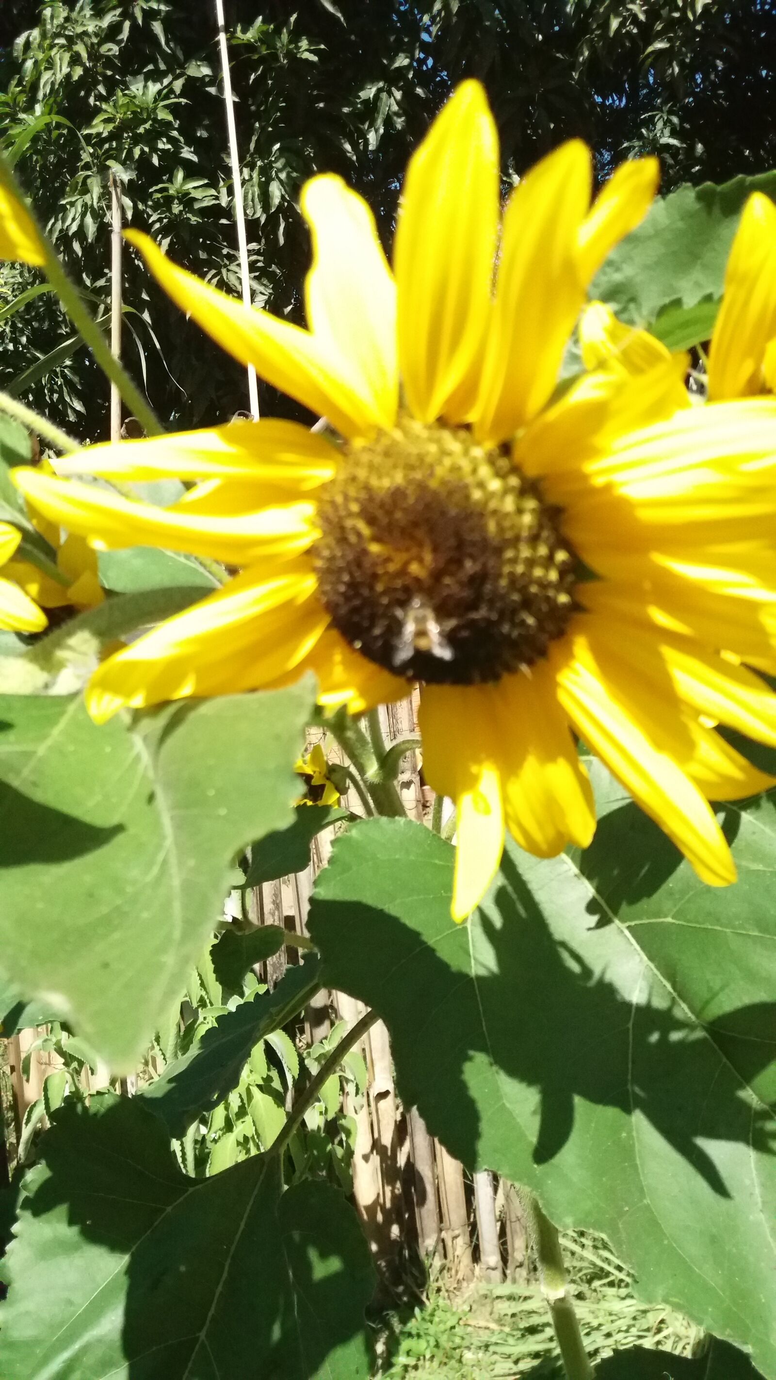 Samsung Galaxy J5 sample photo. Flor, girassol, jardim photography