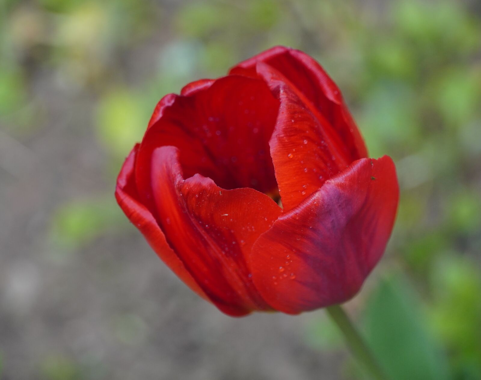 Sony a6400 sample photo. Floer, petals, red photography