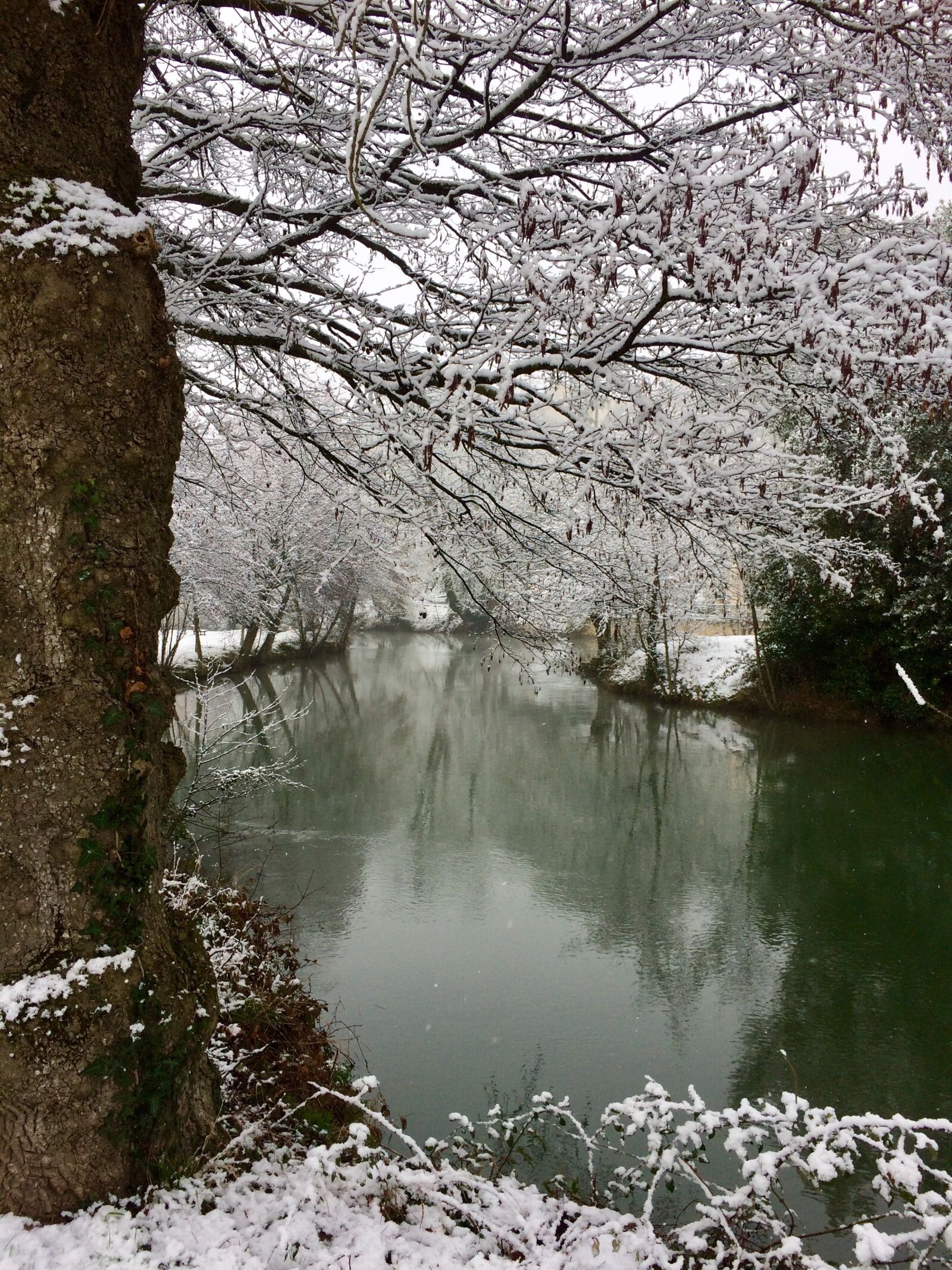 iPhone 5s back camera 4.15mm f/2.2 sample photo. Tree, nature, snow photography