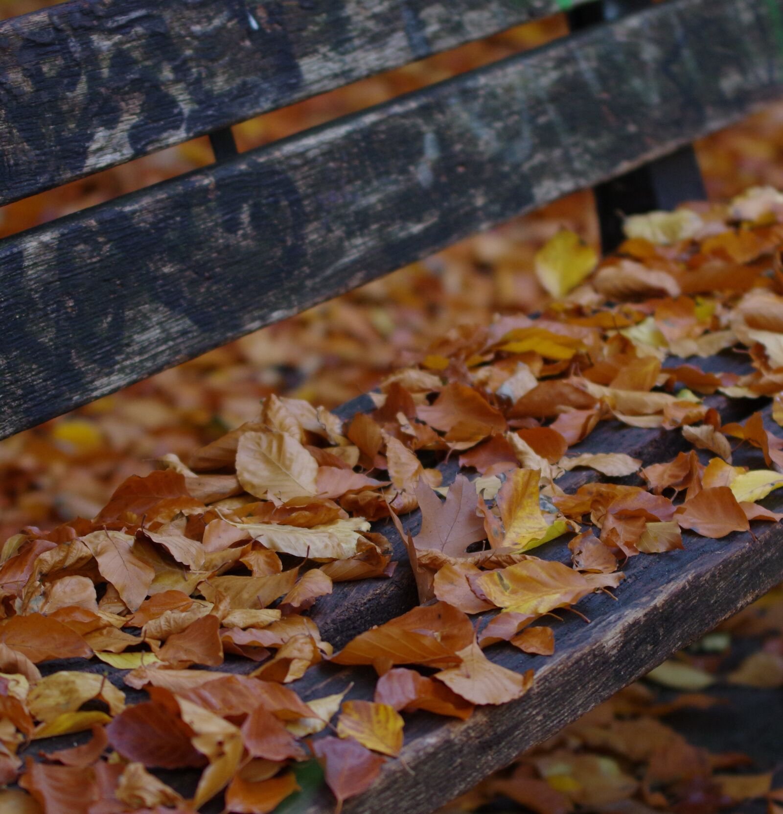 Pentax K-3 sample photo. Autumn, wood, leaf photography