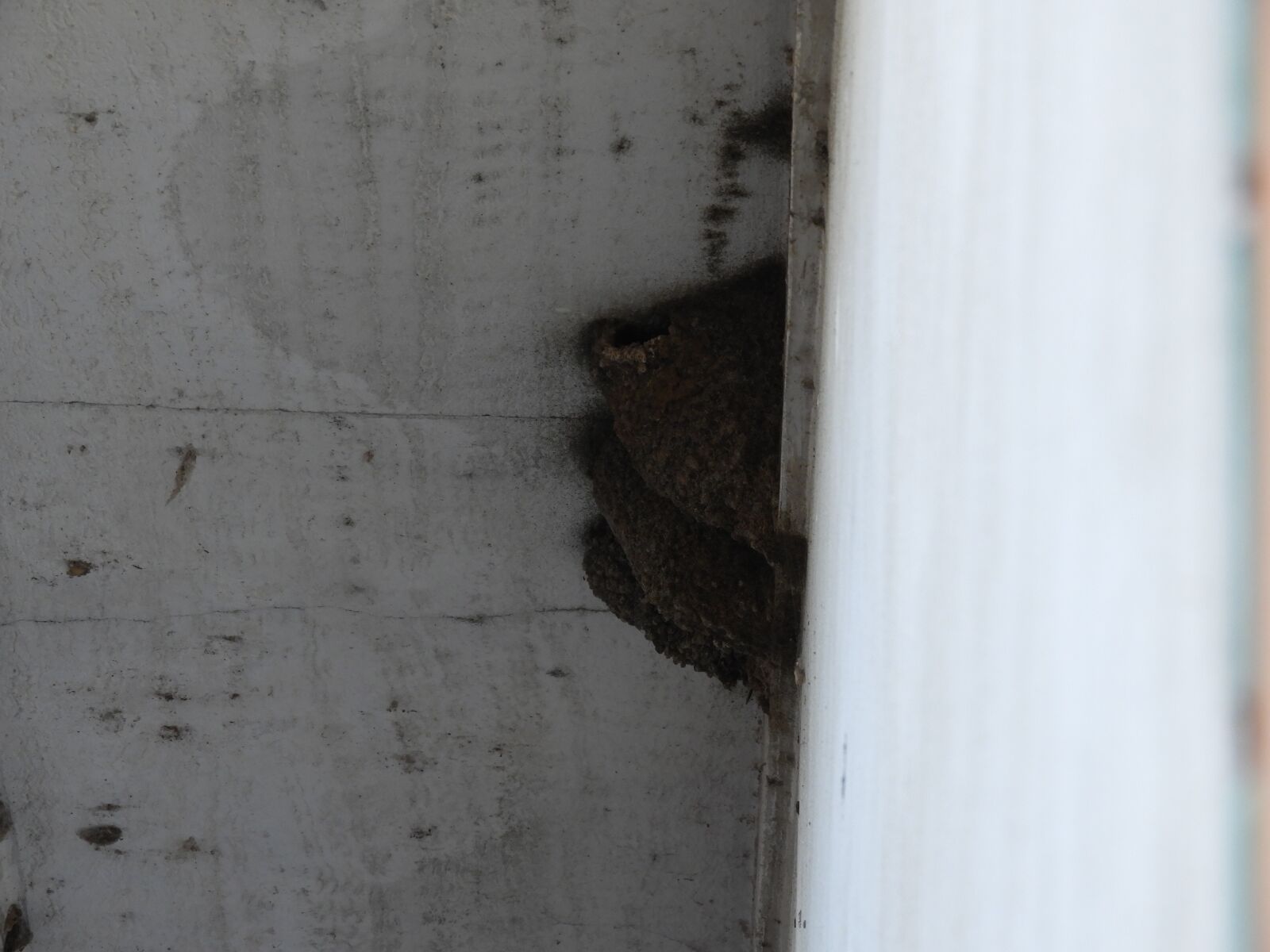 Nikon Coolpix B700 sample photo. Swallows, nests, nest photography