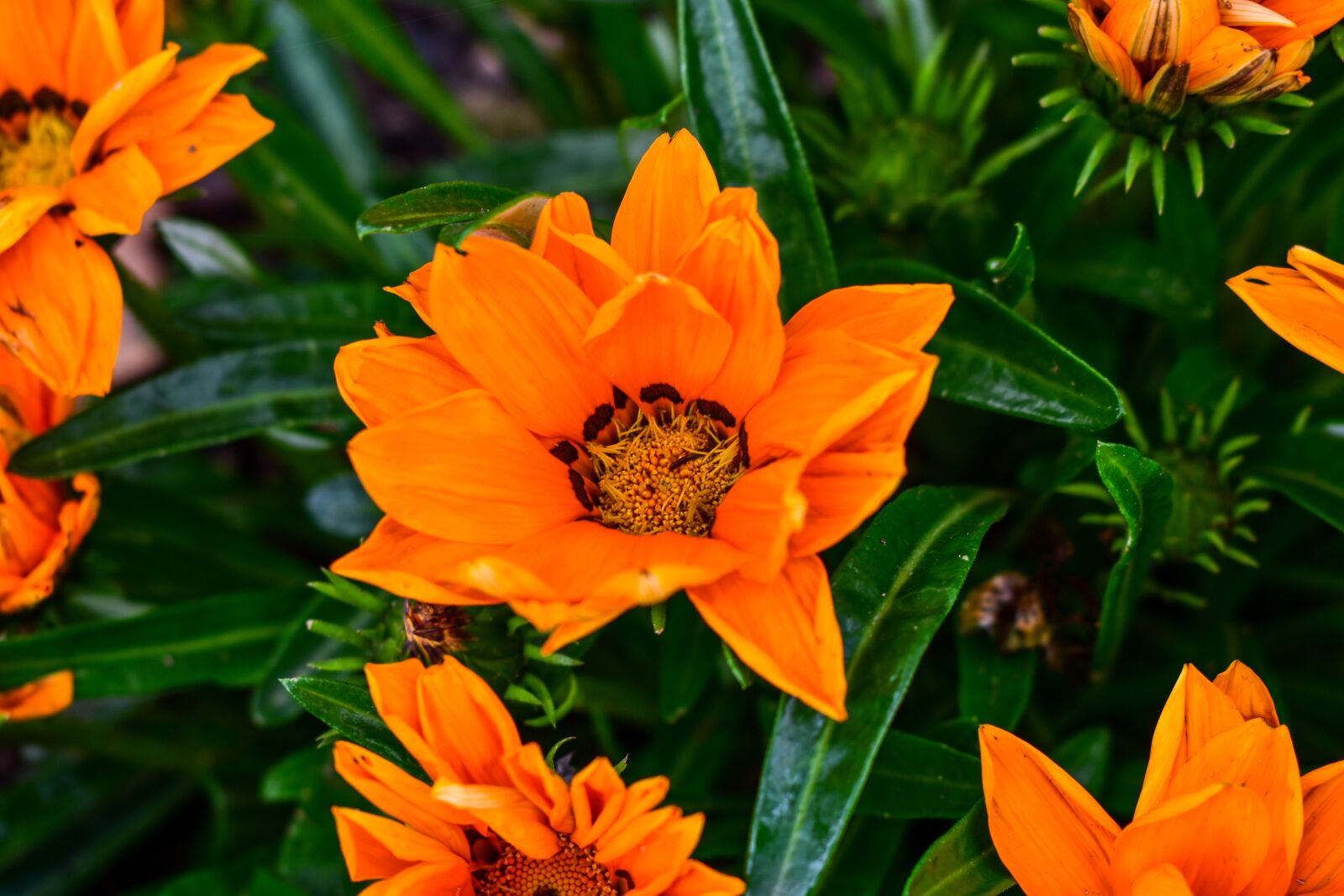 Nikon D3400 sample photo. Flower, plant, nature photography
