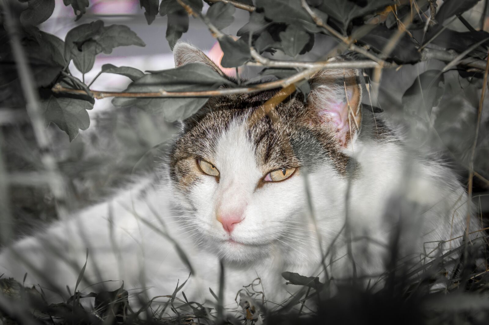 Nikon D3200 sample photo. Cat, cat's eyes, cat photography