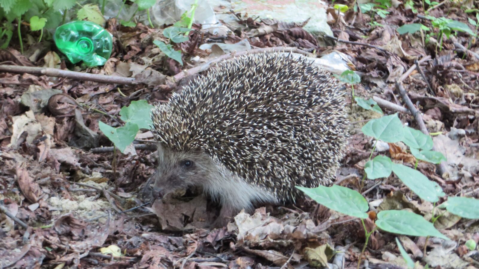 Canon PowerShot SX270 HS sample photo. Hedgehog, nature, animal photography