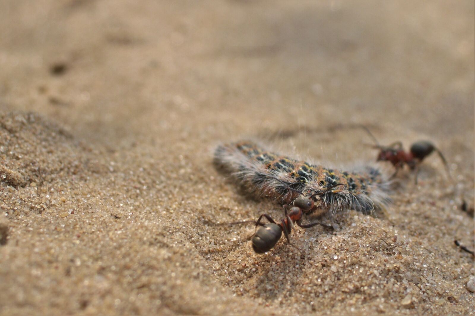 Canon EOS 80D sample photo. Ants, caterpillar, sand photography