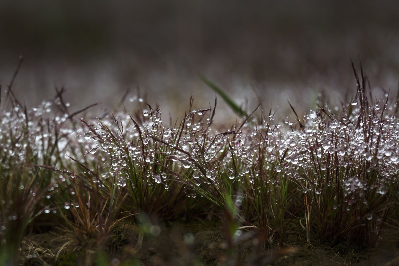 Canon EOS 5D Mark III + Canon EF 70-200mm F4L IS USM sample photo. Full color, neck, season photography