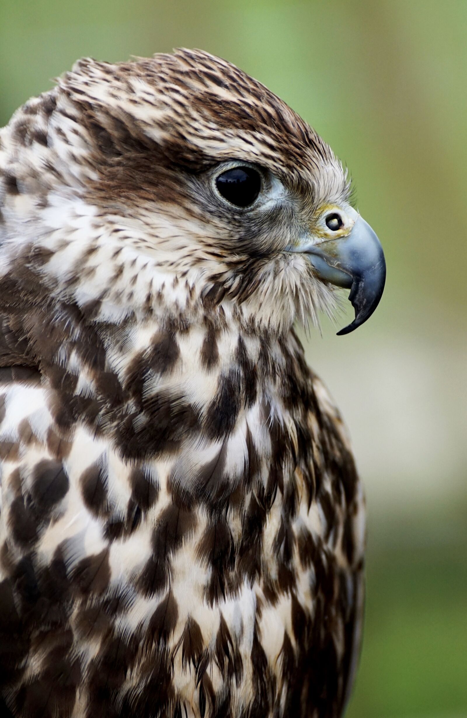 Sony DT 55-300mm F4.5-5.6 SAM sample photo. Saker falcon, falcon, falconry photography