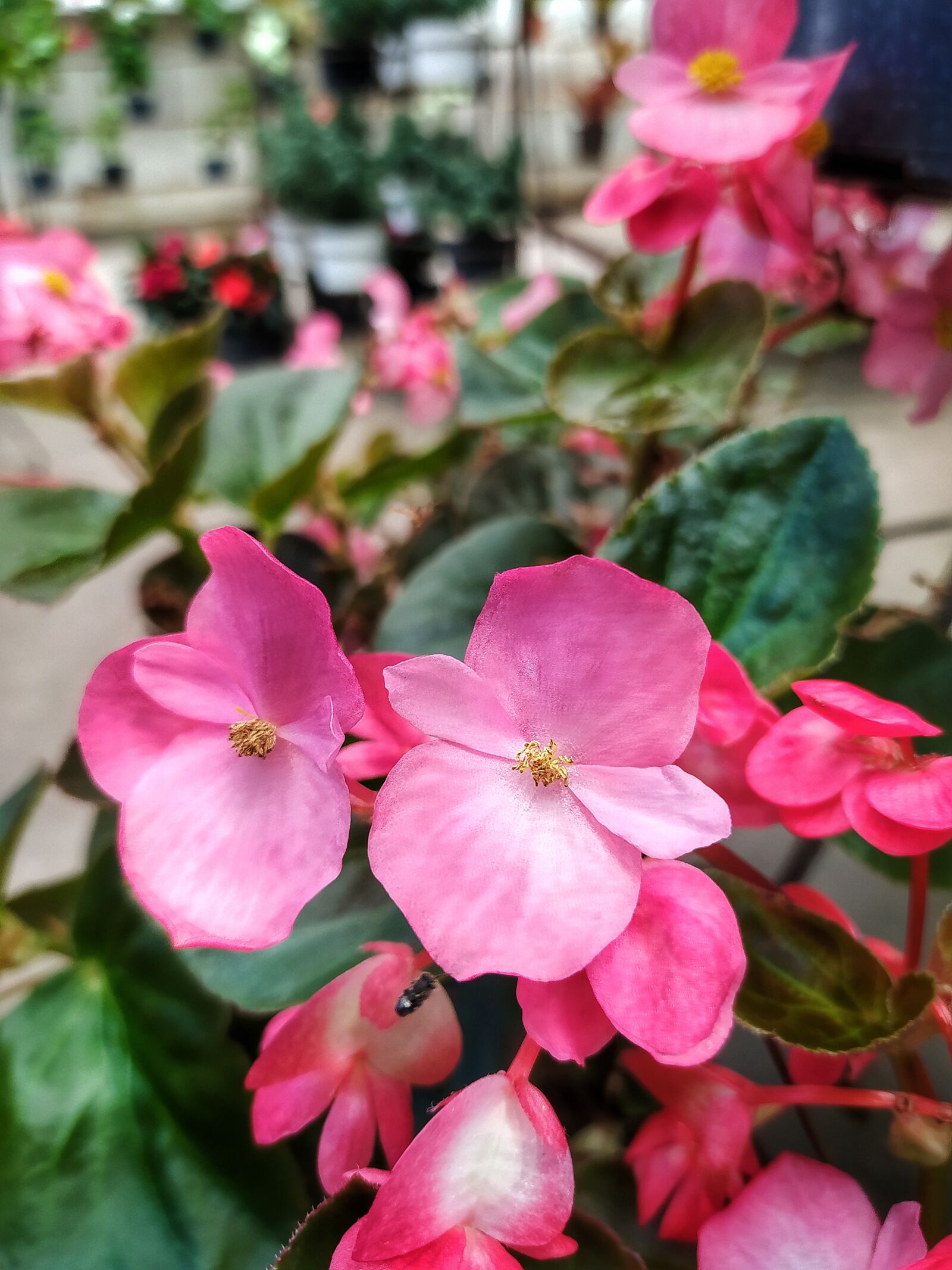 Xiaomi Redmi Note 8 sample photo. Nature, plants, background photography