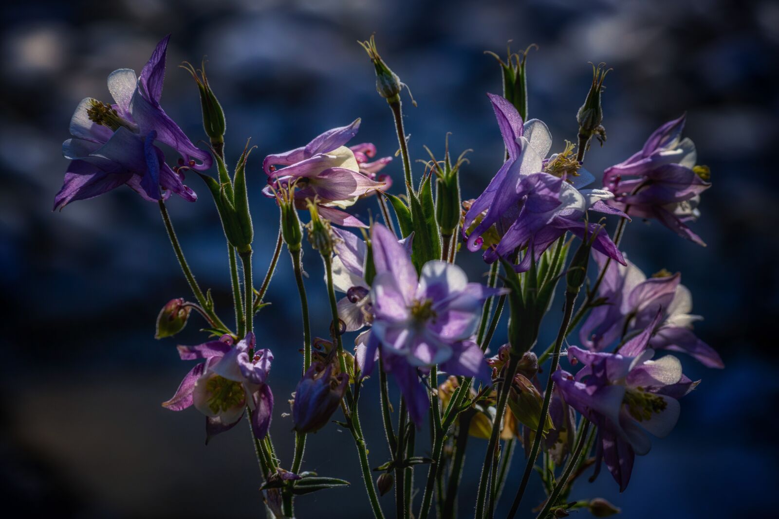 Sony E 70-350mm F4.5-6.3 G OSS sample photo. Columbine, flower, blossom photography