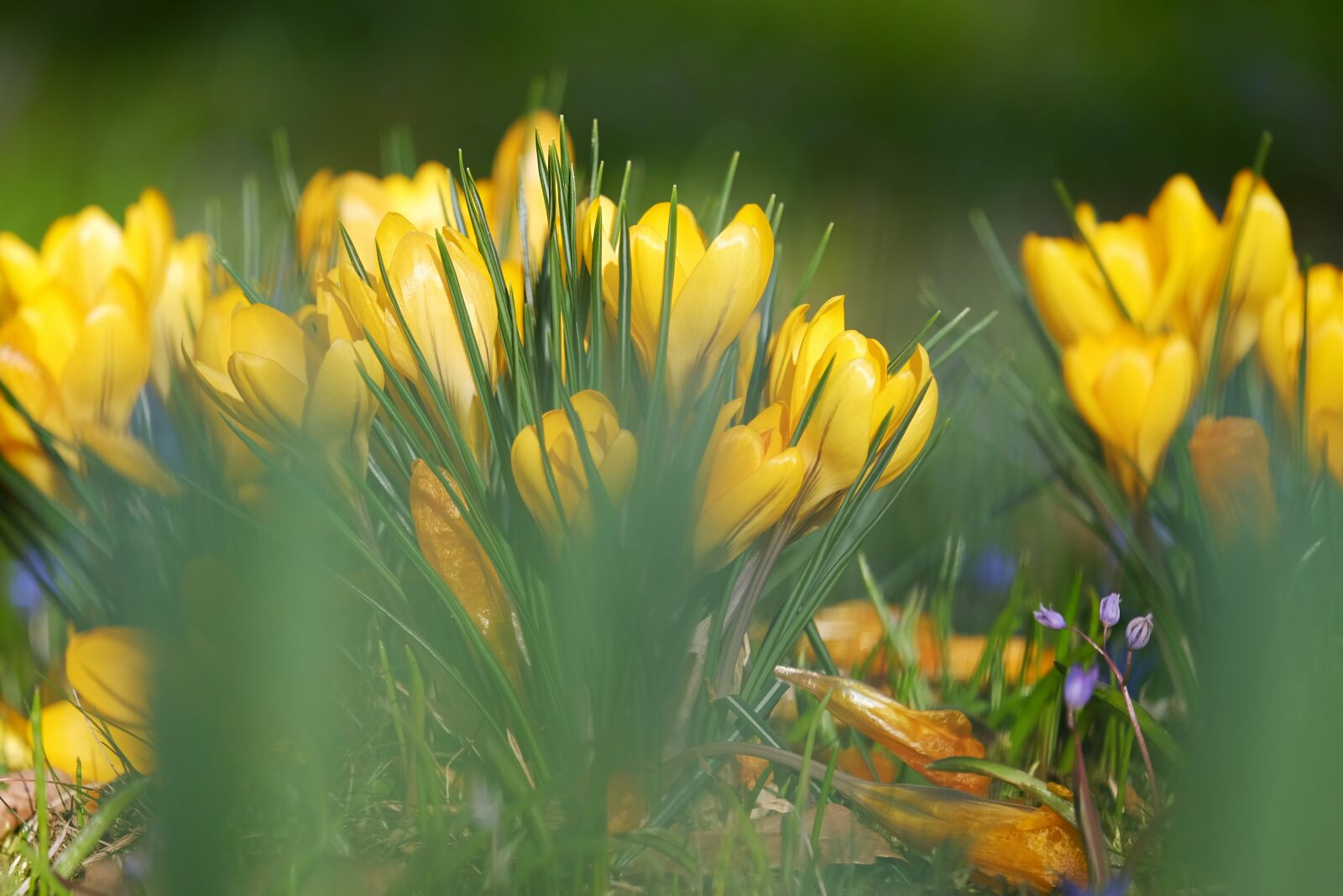 Fujifilm XF 55-200mm F3.5-4.8 R LM OIS sample photo. Tiefensch rfe, depth of photography