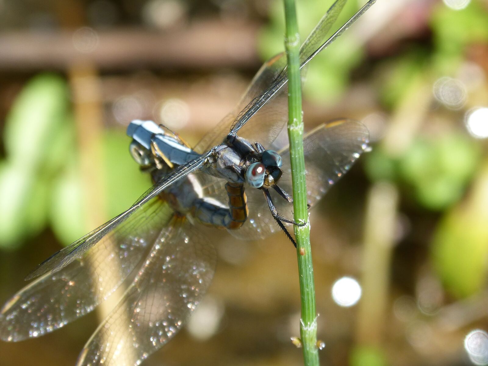 Panasonic DMC-FZ62 sample photo. Dragonfly, blue dragonfly, couple photography