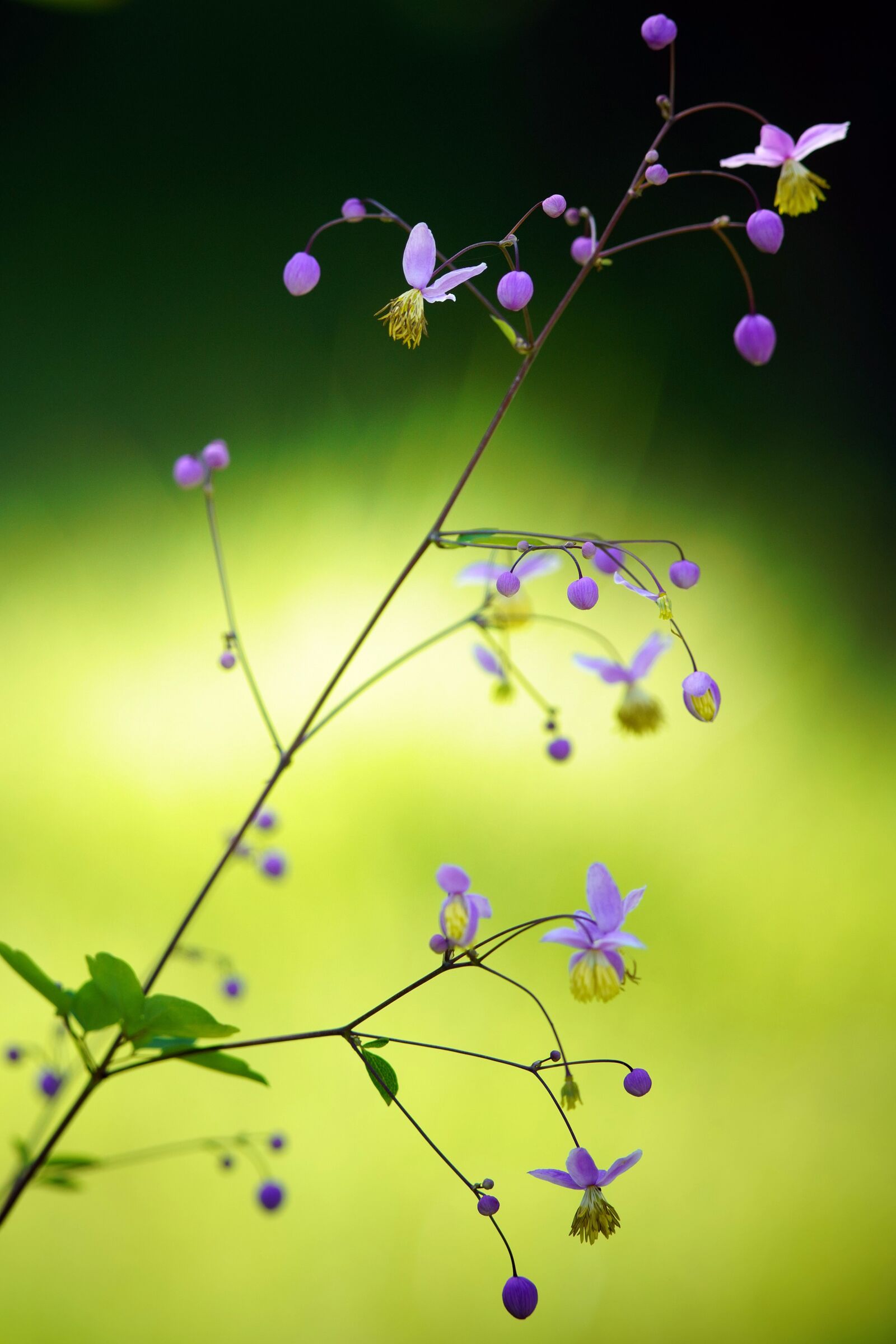 Canon EF 300mm F4L IS USM sample photo. Vulgaris, arboria vulgaris, arboria photography
