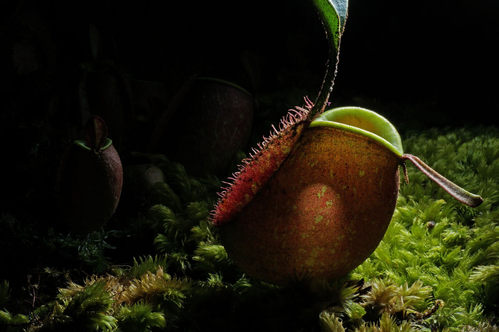 Sony SLT-A58 sample photo. Nature, pitcher plant, botanical photography
