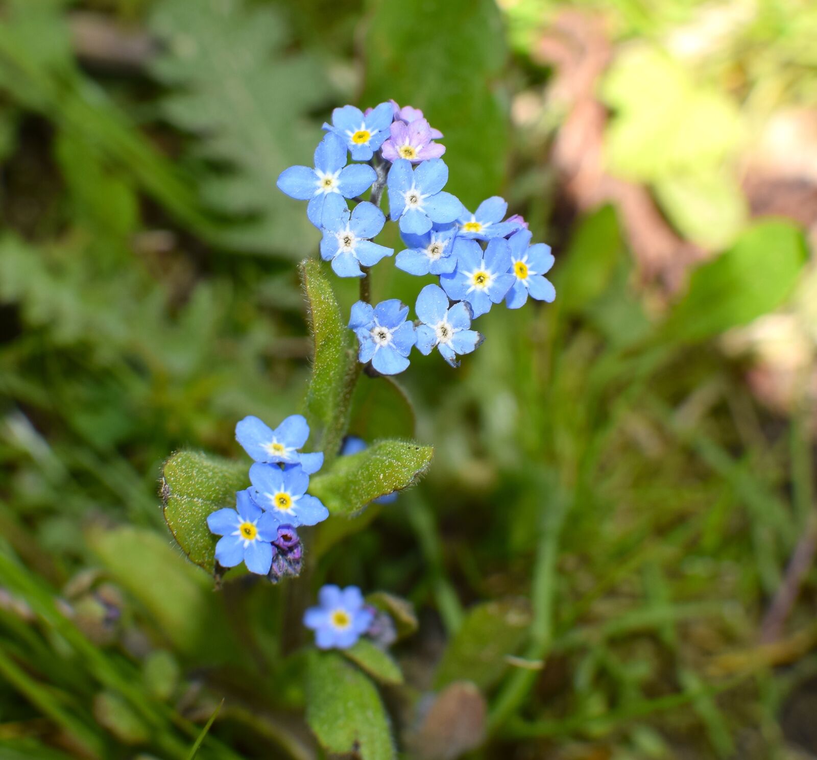 Nikon D5300 sample photo. Forget me not, blossom photography