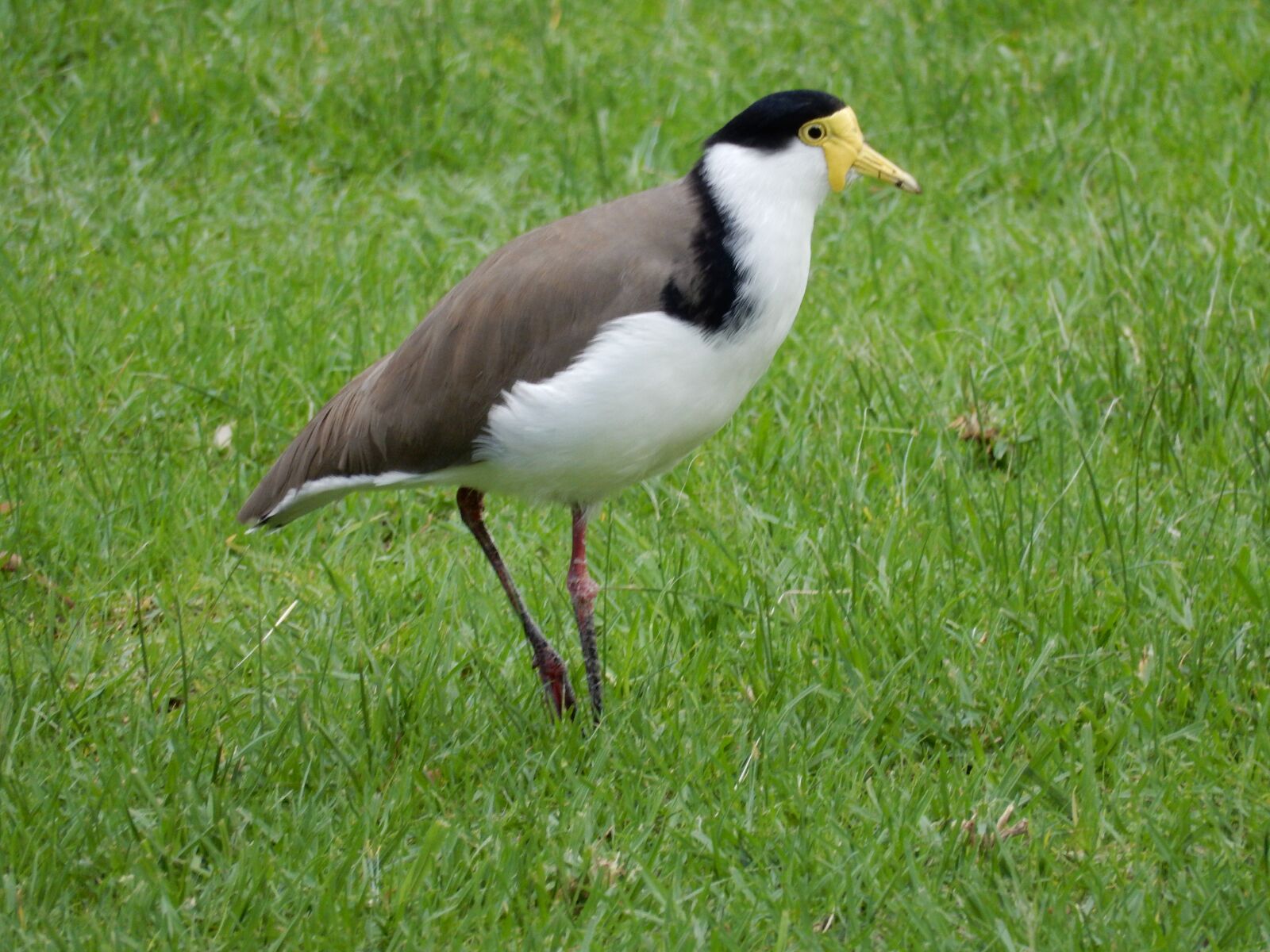 Nikon Coolpix S9900 sample photo. Plover, birds, wild birds photography