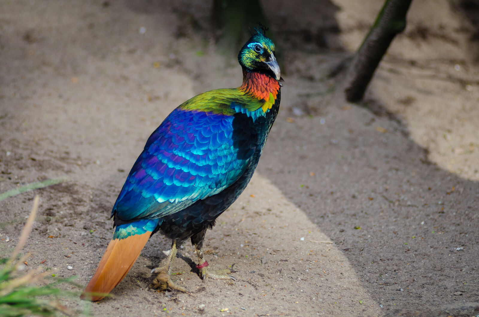 AF Zoom-Nikkor 80-200mm f/2.8 ED sample photo
