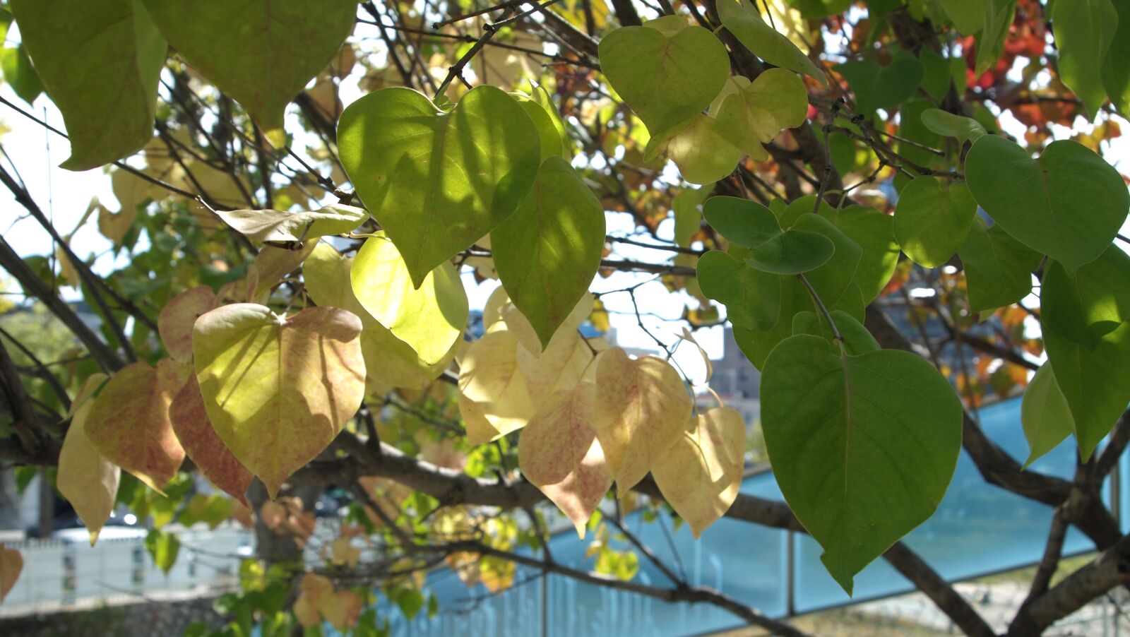 Olympus PEN E-P2 sample photo. Autumn leaves, seoul, junggok photography