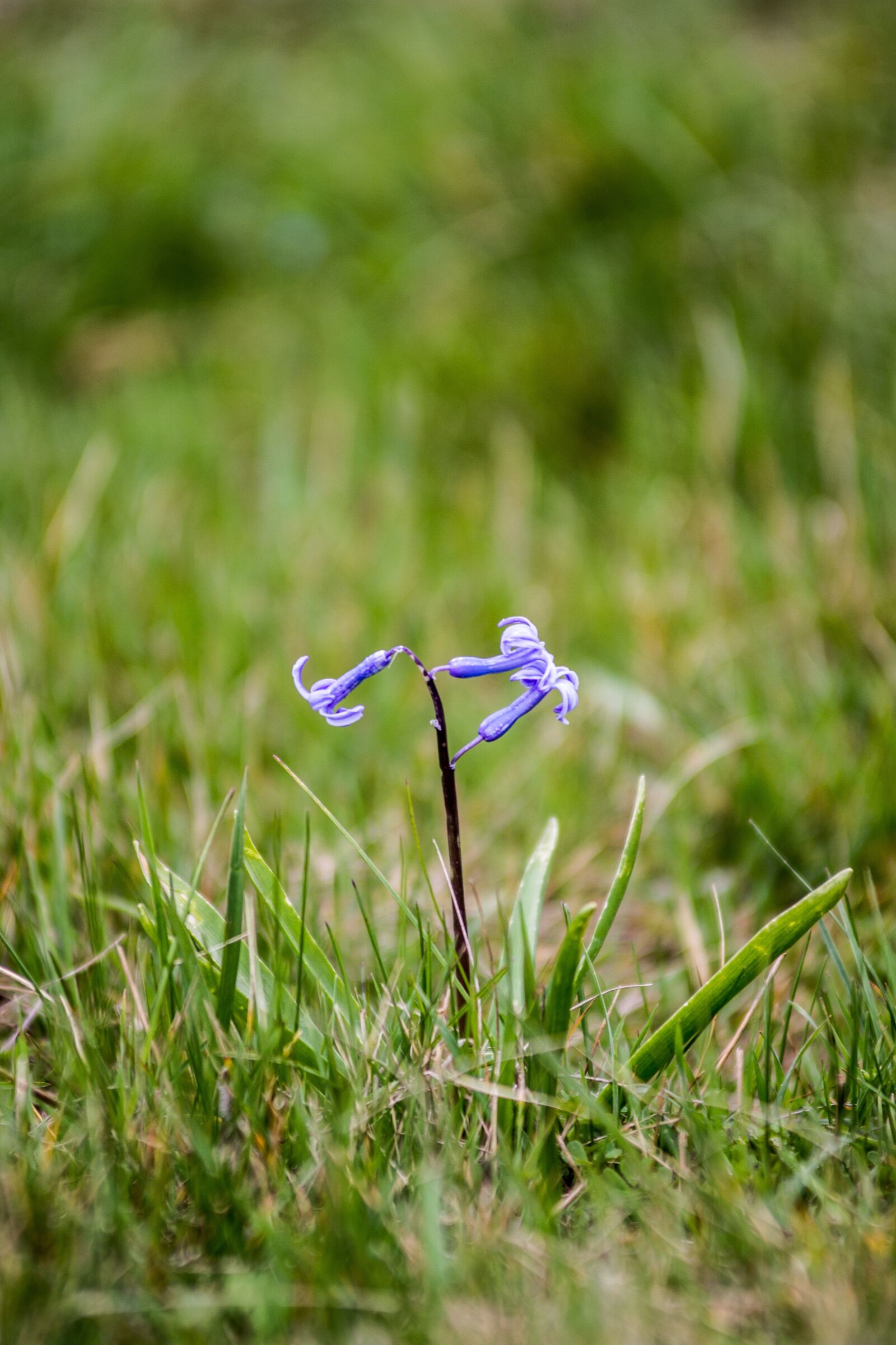 Nikon D7200 sample photo. Nature, grass, flora photography