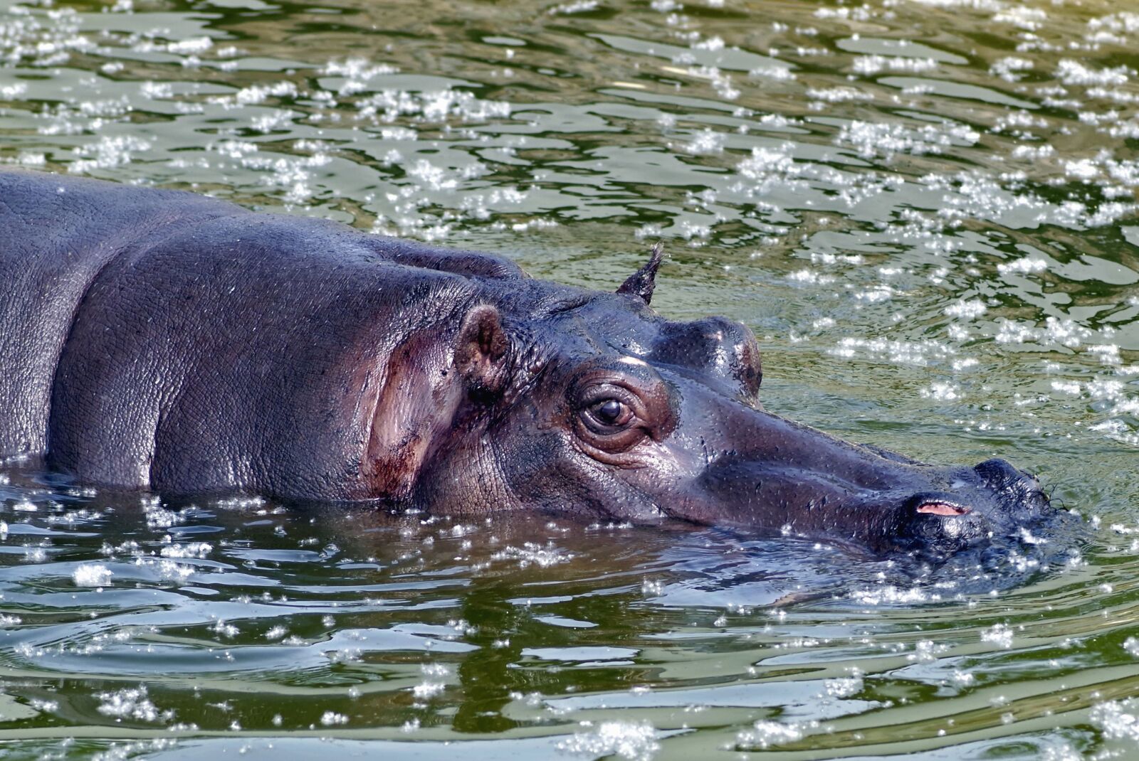 Pentax K-S2 sample photo. Water, hippopotamus, animal, eyes photography