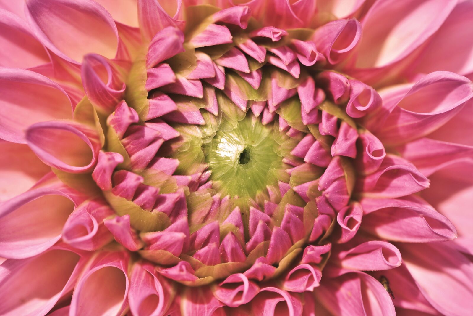 Nikon D7200 sample photo. Dahlia, dahlias bud, flower photography