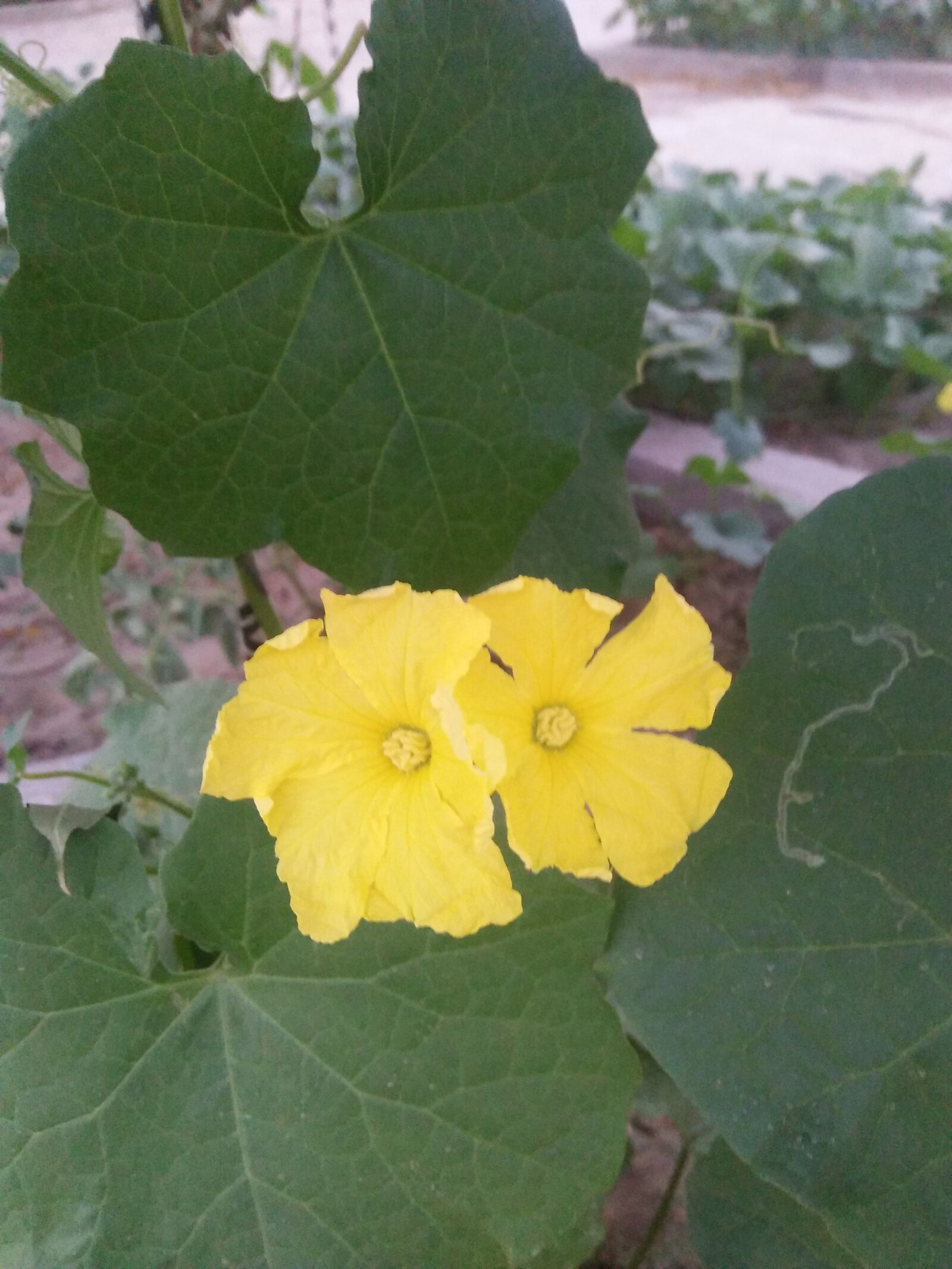 OPPO A37fw sample photo. Vegetable flower, yellow flower photography