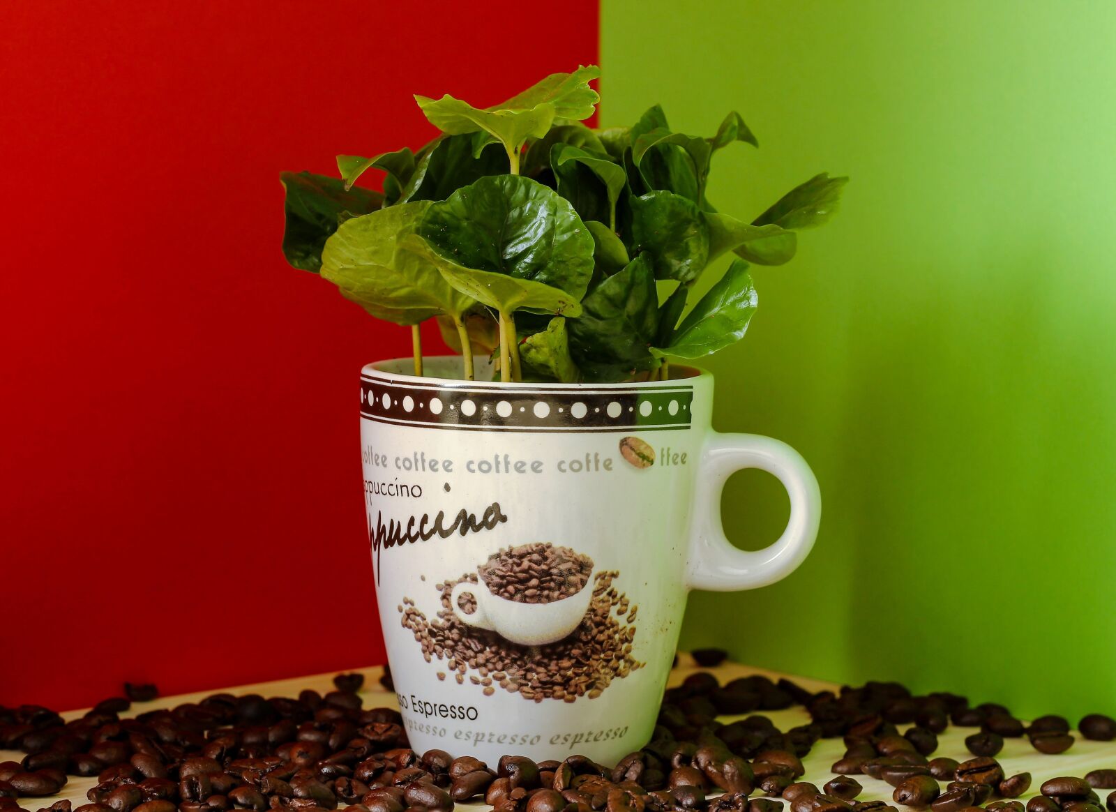 Canon EOS 600D (Rebel EOS T3i / EOS Kiss X5) + Canon EF 50mm F1.8 II sample photo. Coffee, coffee plant, coffee photography