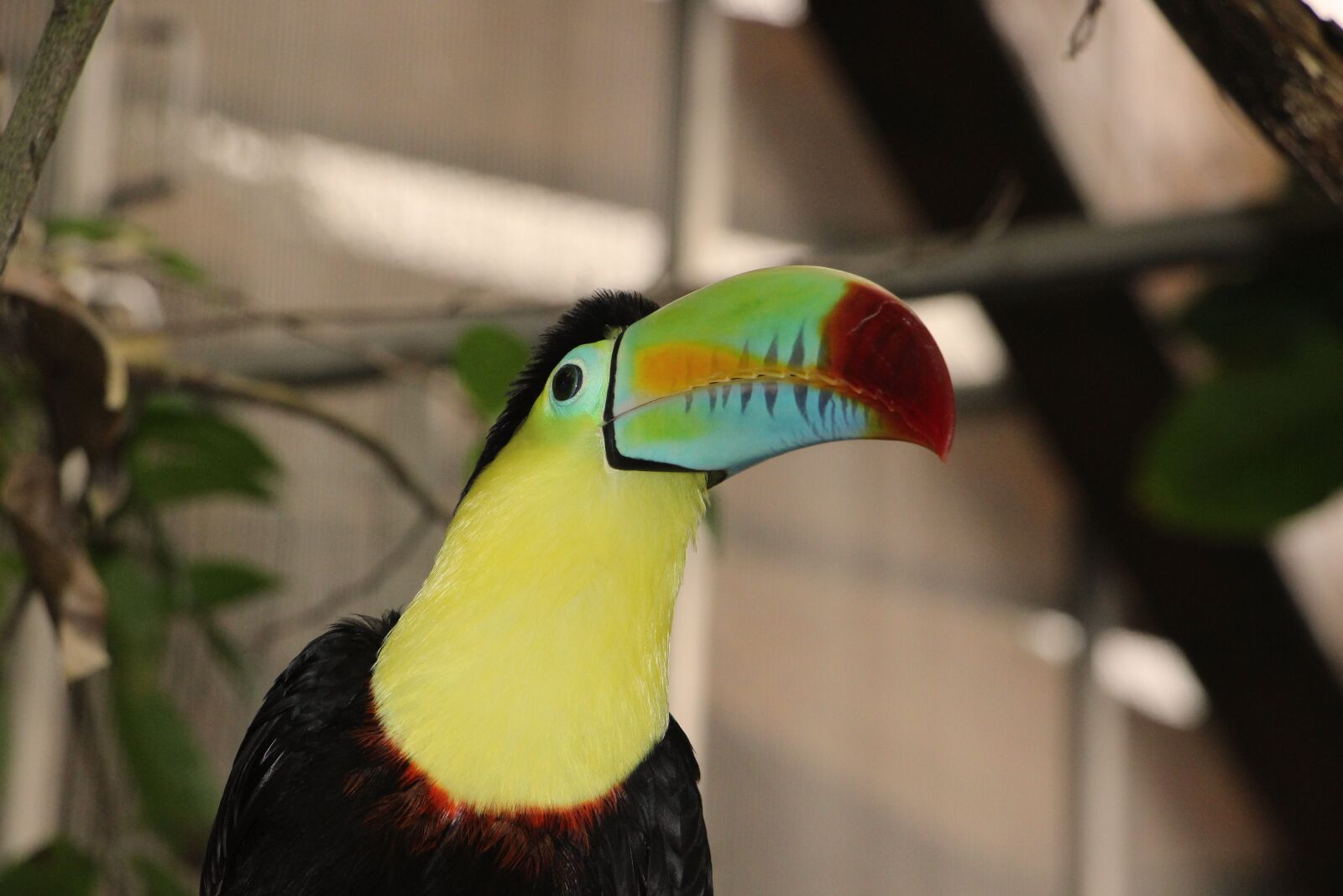 Canon EOS 100D (EOS Rebel SL1 / EOS Kiss X7) sample photo. Toucan, keel, bird photography