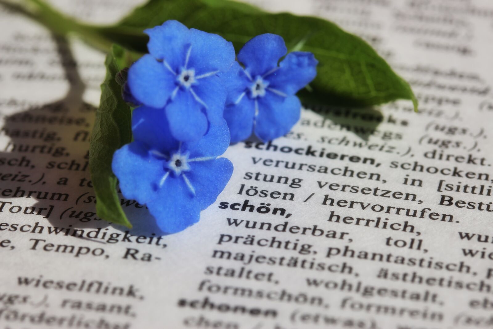 Canon EF-S 60mm F2.8 Macro USM sample photo. Book, paper, close up photography