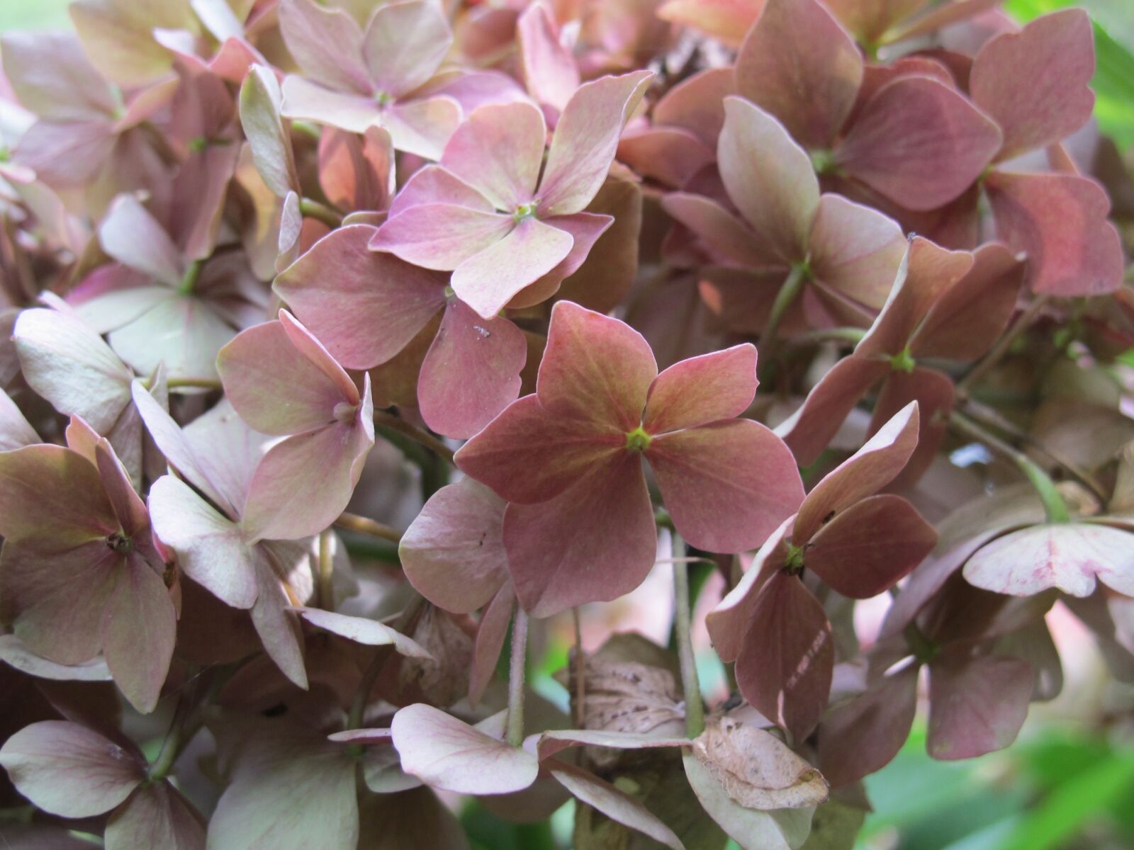 Canon PowerShot G12 sample photo. Hydrangea, flower, nature photography