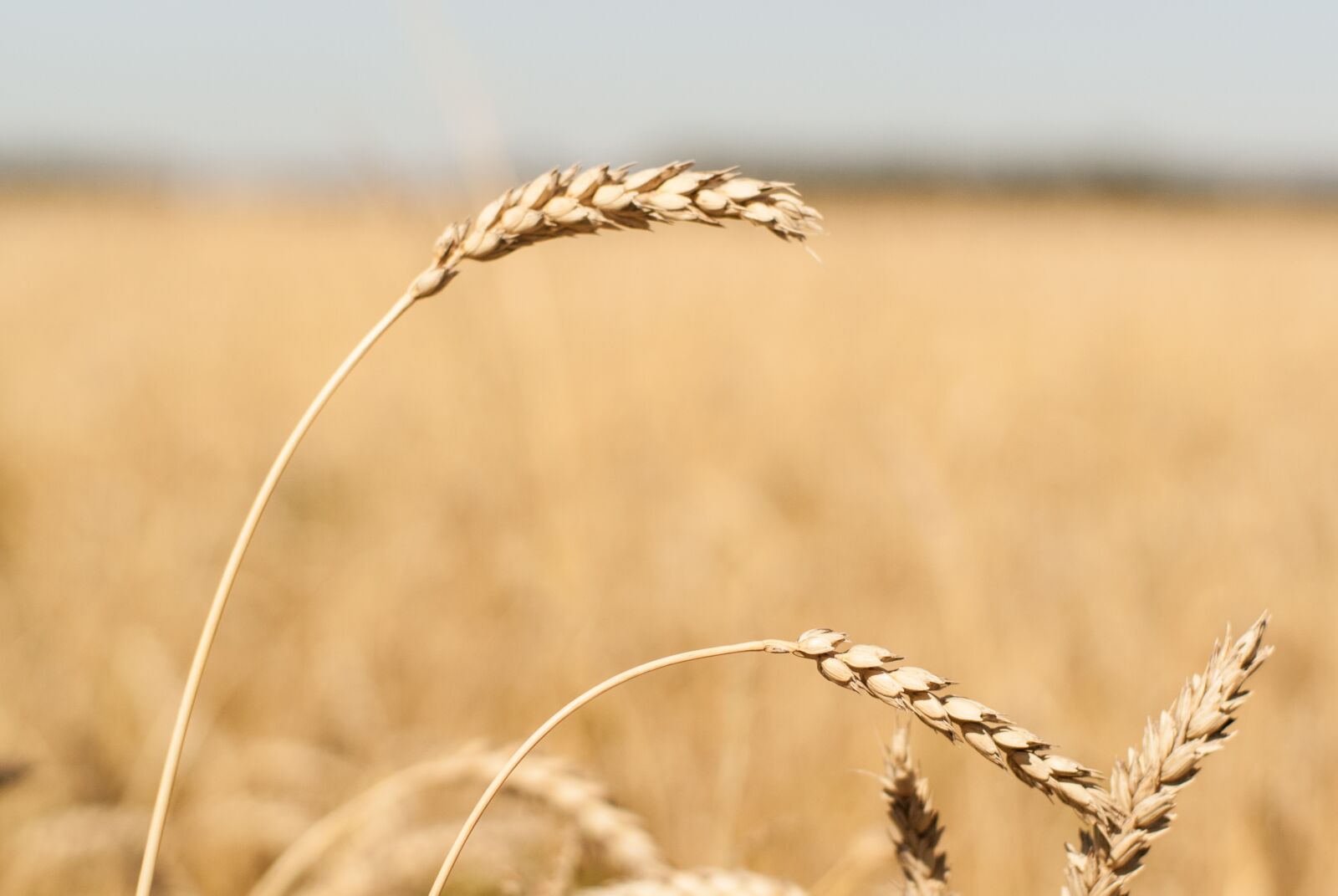 Minolta AF 50mm F1.4 [New] sample photo. Wheat, field, barley photography