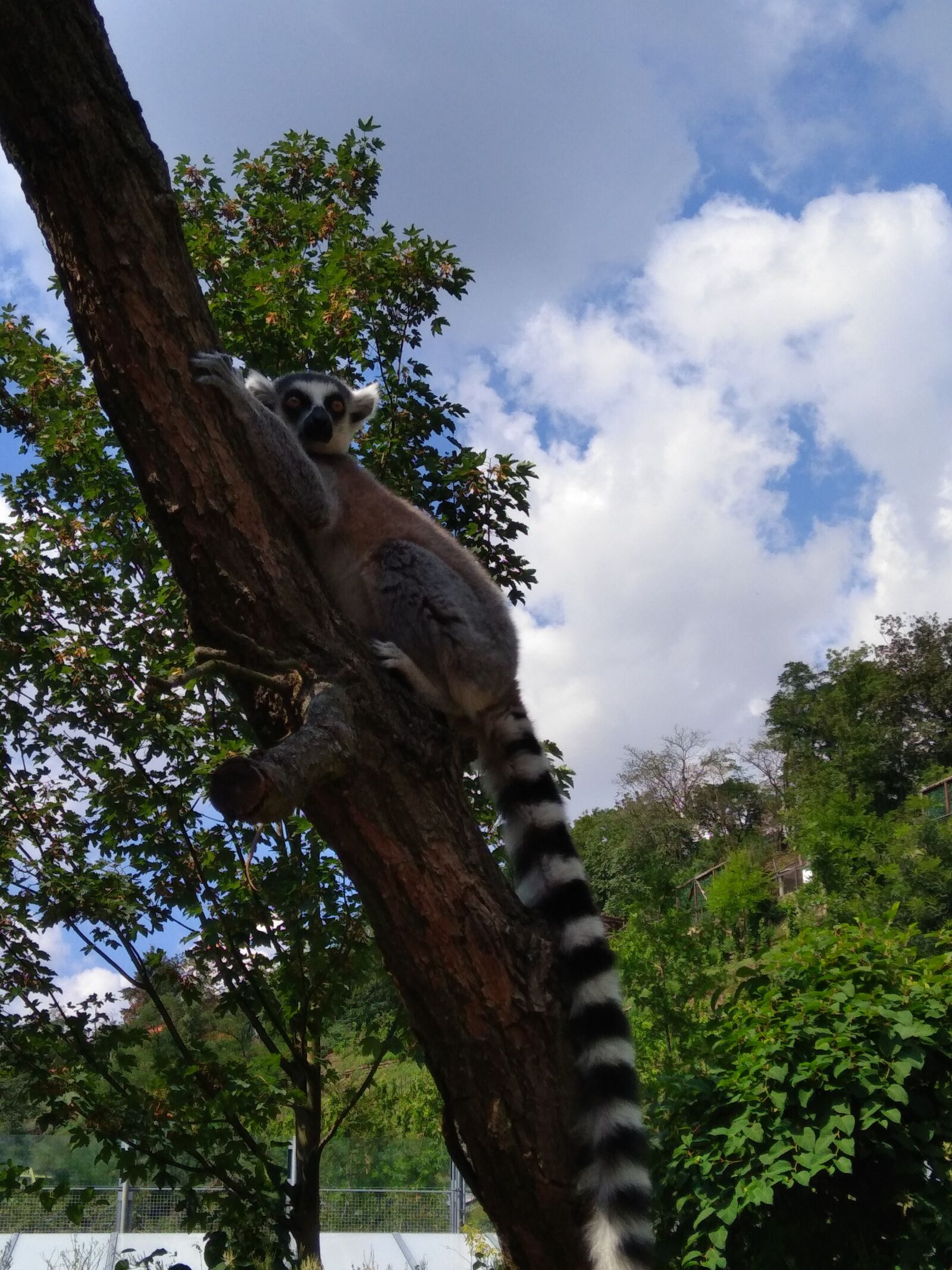 ASUS X00PD sample photo. Zoo, lemur, animal photography