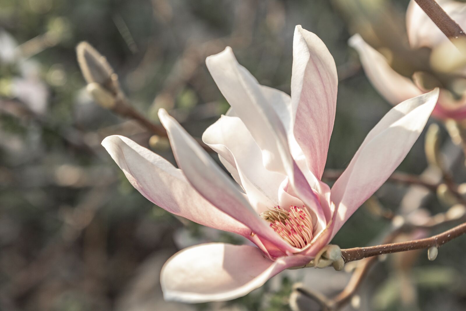 Nikon D500 sample photo. Flower, nature, plant photography