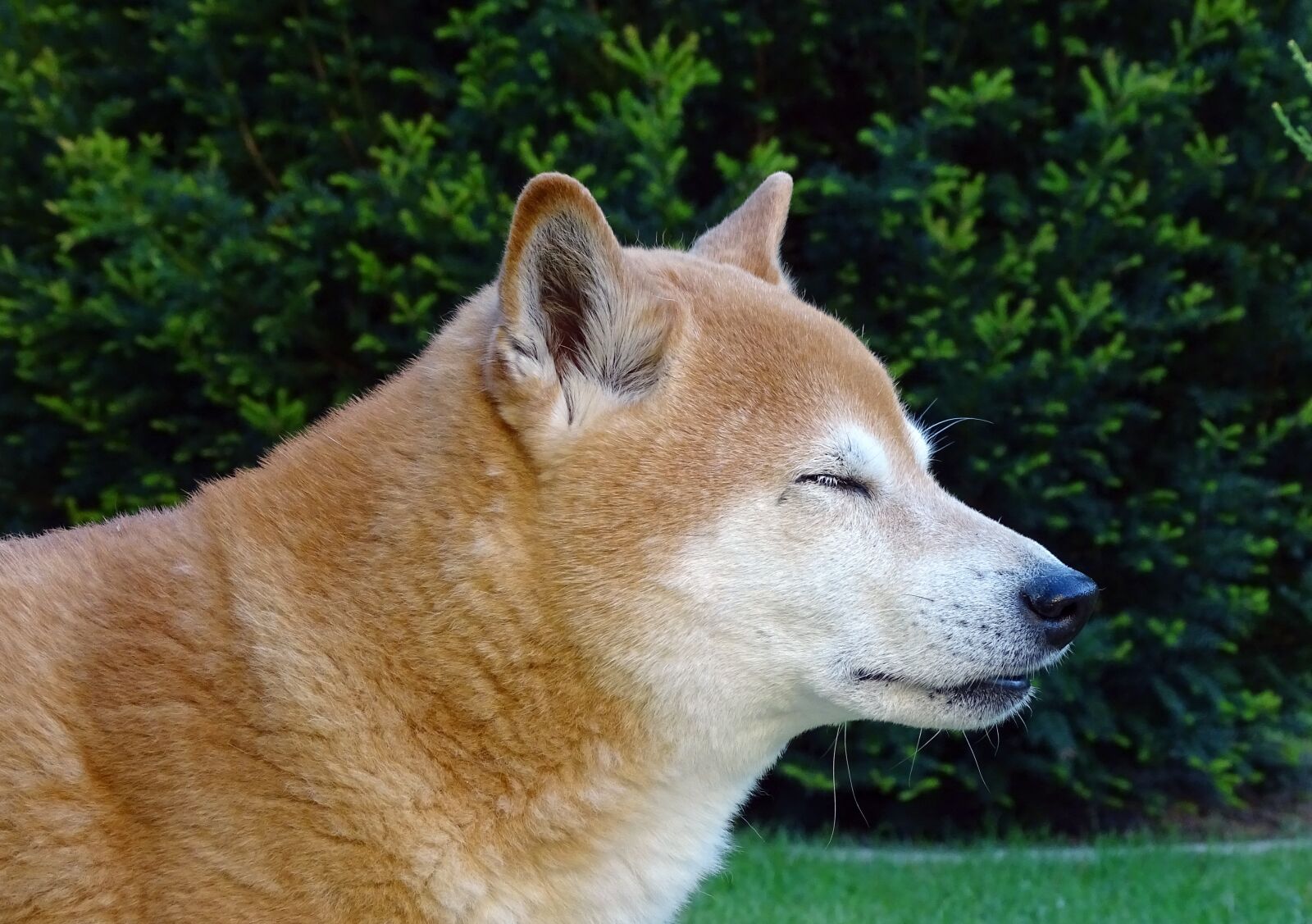 Sony Cyber-shot DSC-HX400V sample photo. Dog, dog head, light photography
