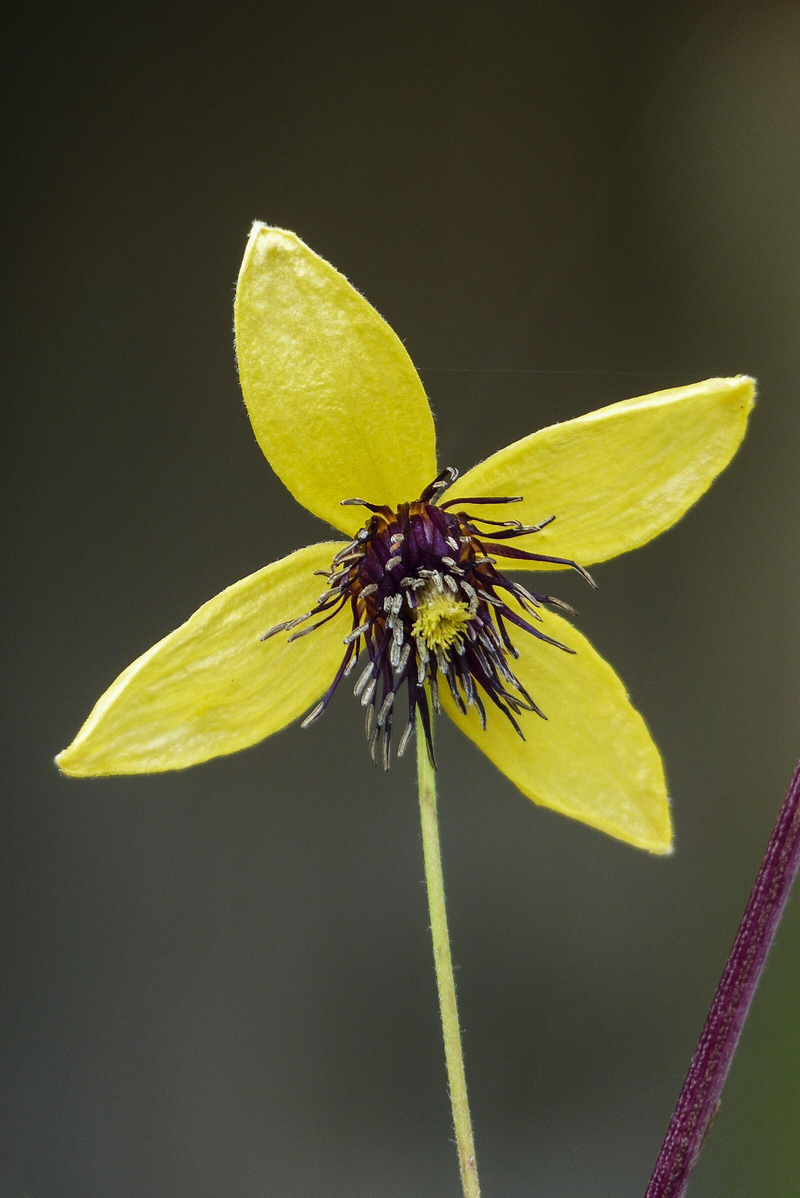 Panasonic Lumix DMC-FZ200 sample photo. Golden clematis, yellow, flower photography