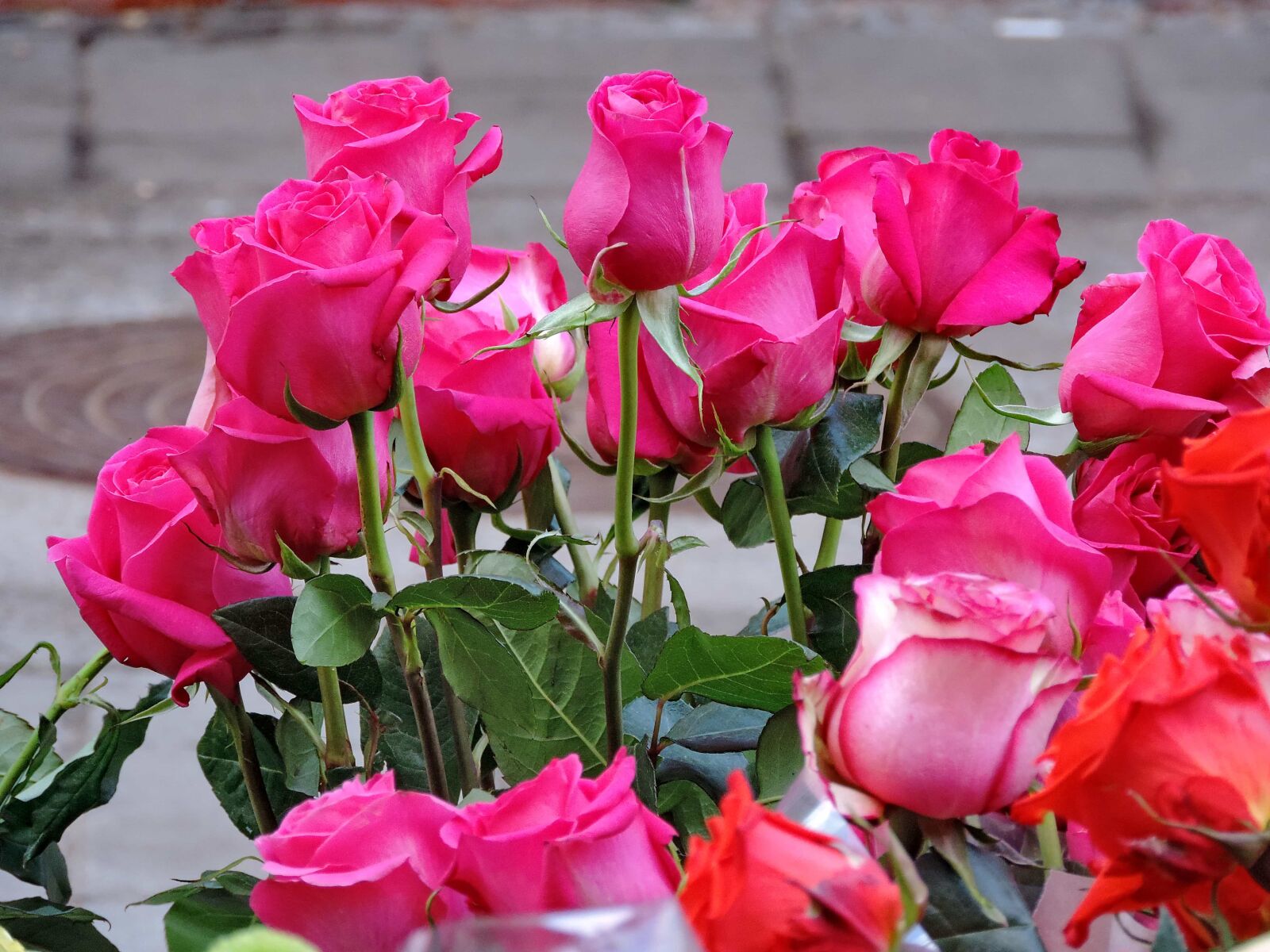 Nikon Coolpix P520 sample photo. Flowers, rose, tulip, bouquet photography