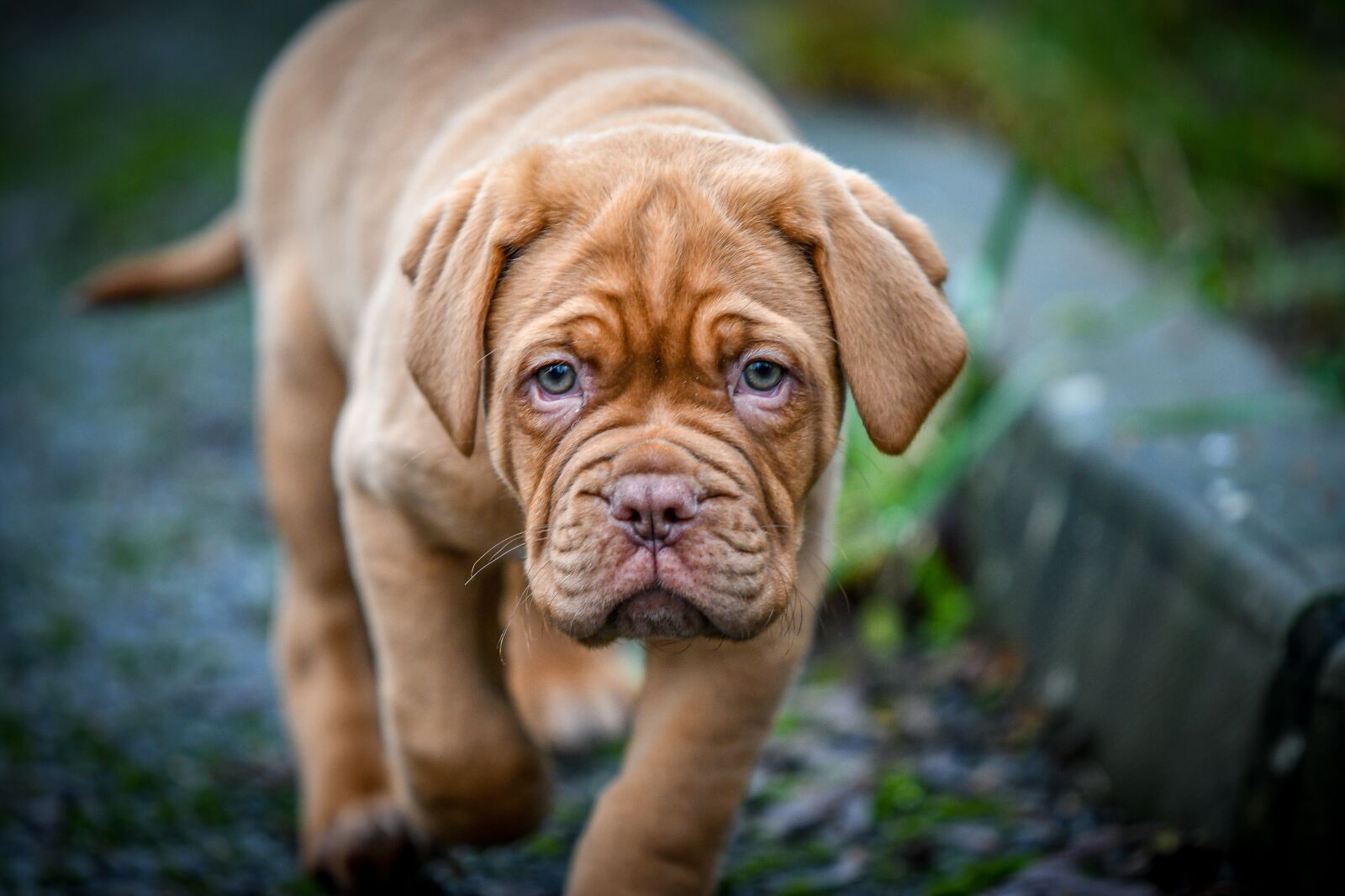 Nikon D500 sample photo. Dogue de bordeaux, dog photography